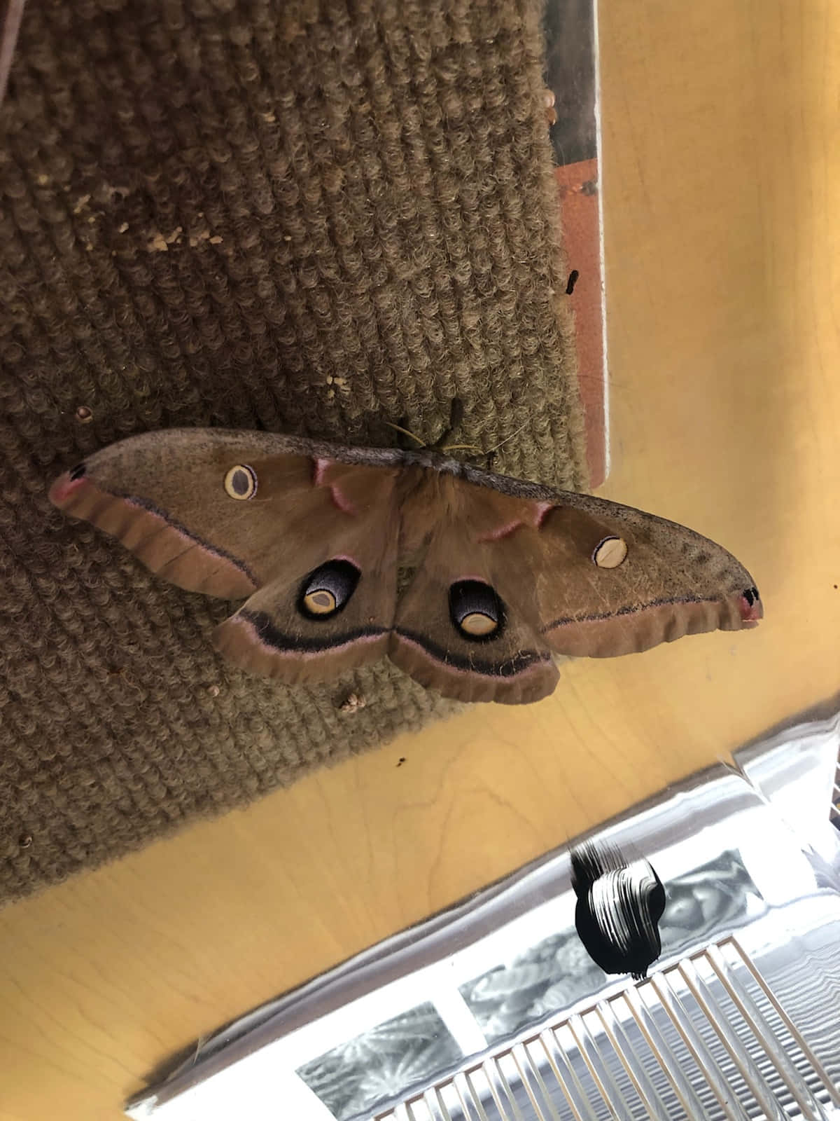 Polyphemus Moth, textured brown carpet, yellow wall, HD Phone Wallpaper