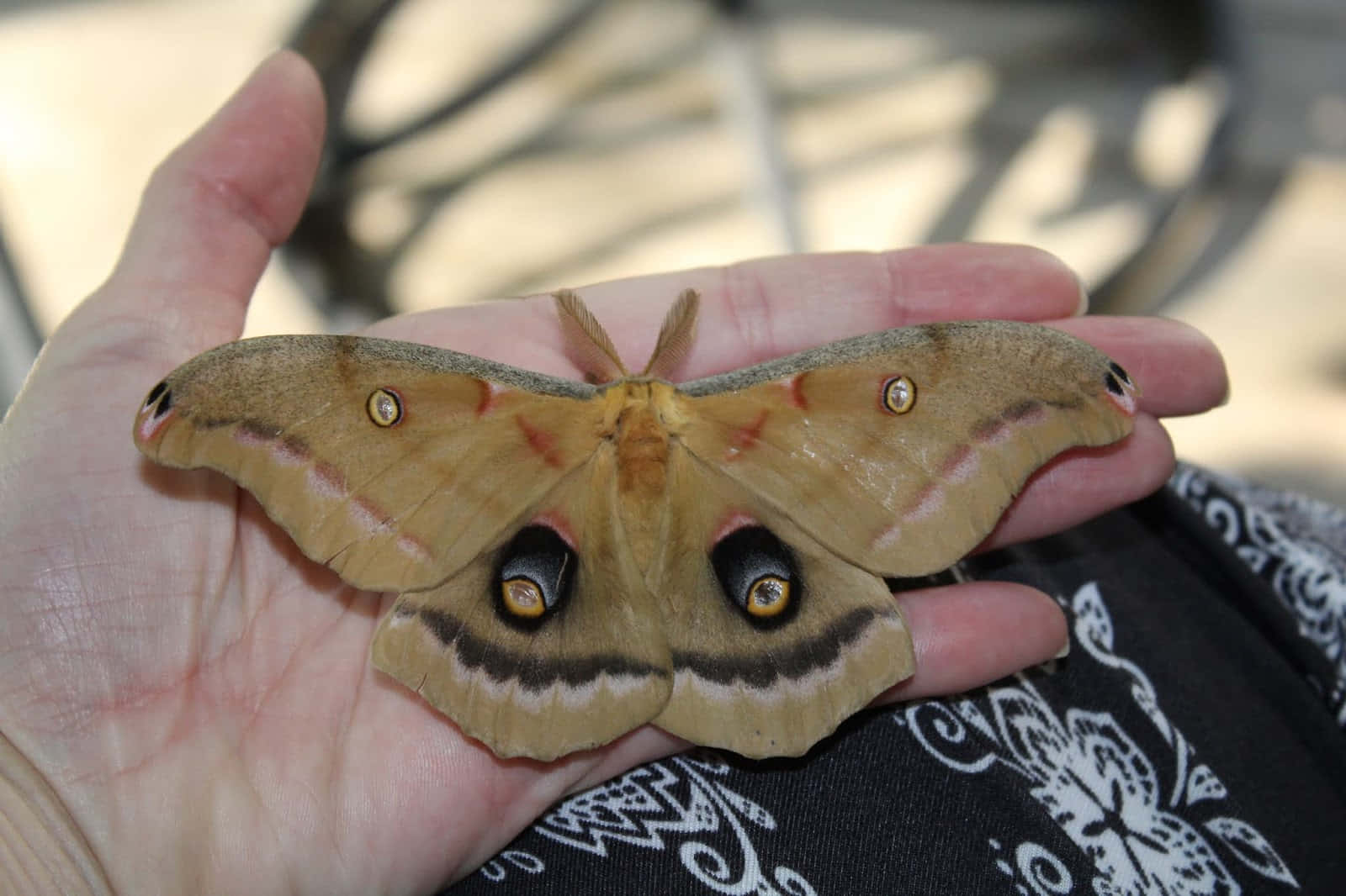 Polyphemus Moth, hand, eye spots, HD Desktop Wallpaper