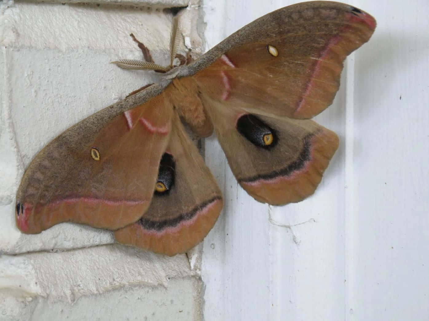 Polyphemus Moth, brown, pink-edged wings, HD Desktop Wallpaper