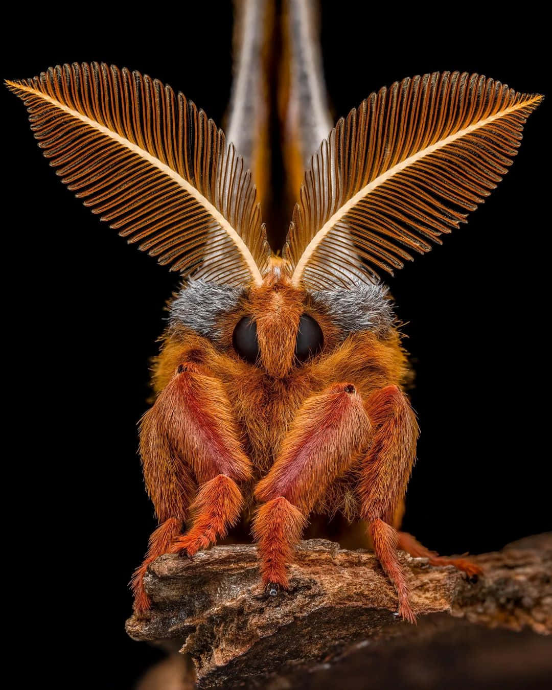 Polyphemus Moth, fluffy orange moth, feather-like antennae, HD Phone Wallpaper
