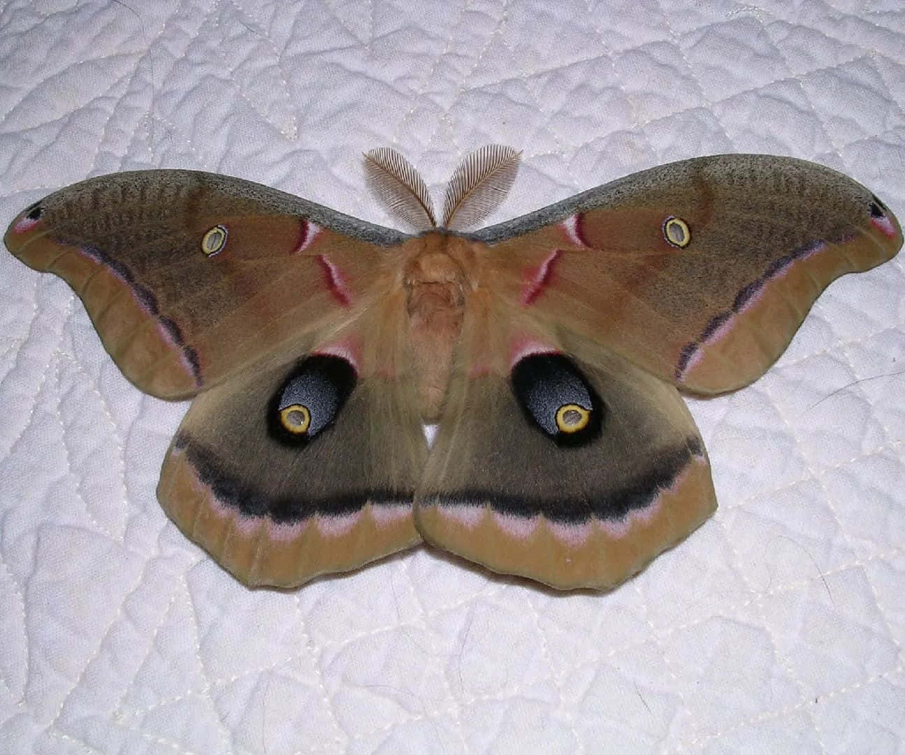 Polyphemus Moth, brown, pinkish, HD Desktop Wallpaper