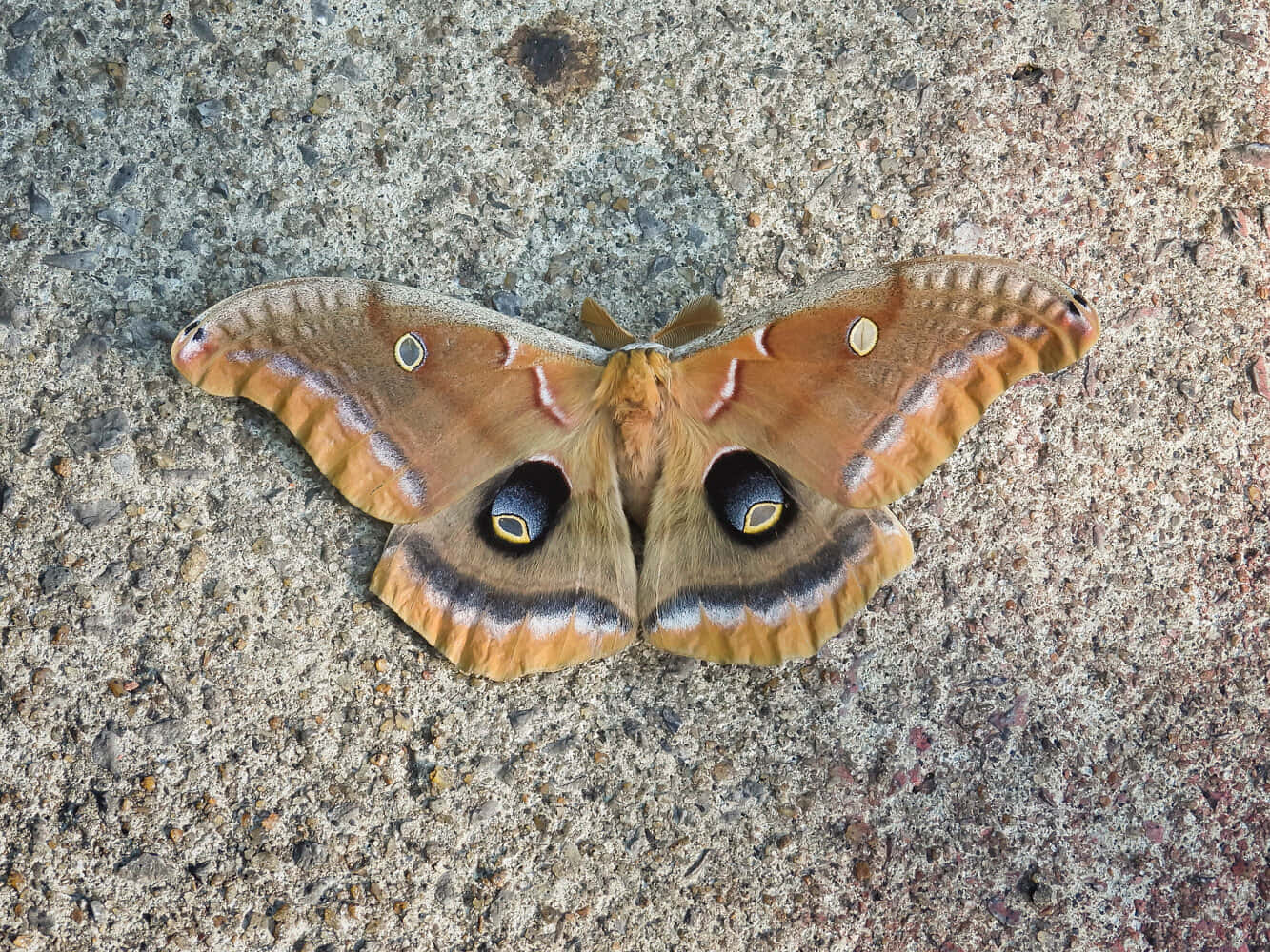Polyphemus Moth, brown, eye spots, HD Desktop Wallpaper