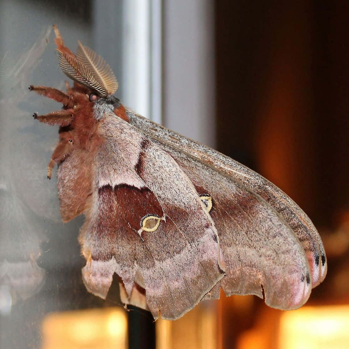 Polyphemus Moth, feathery antennae, eye spots, SD Desktop Wallpaper