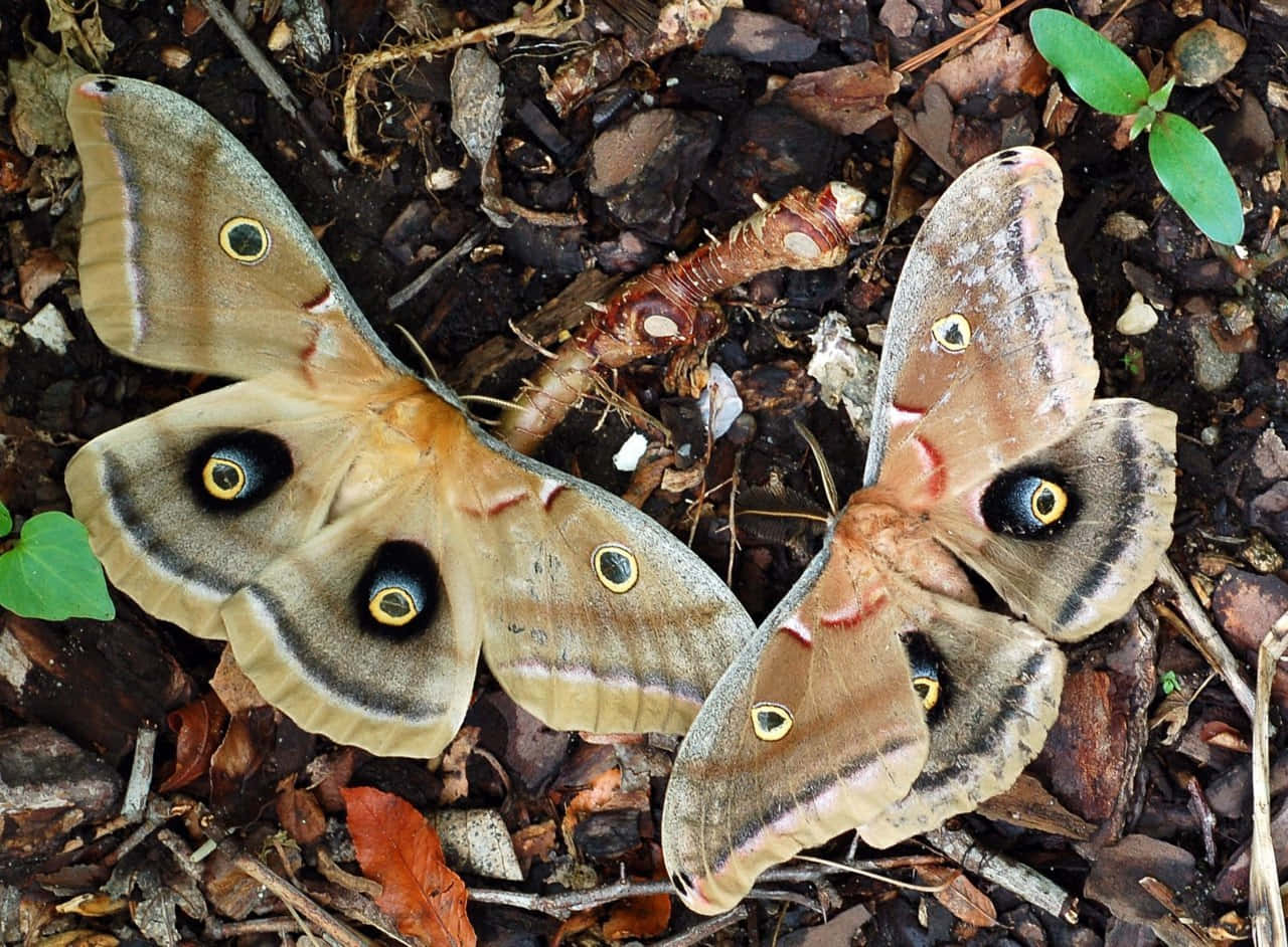 Polyphemus Moth, forest floor, owl moths, HD Desktop Wallpaper