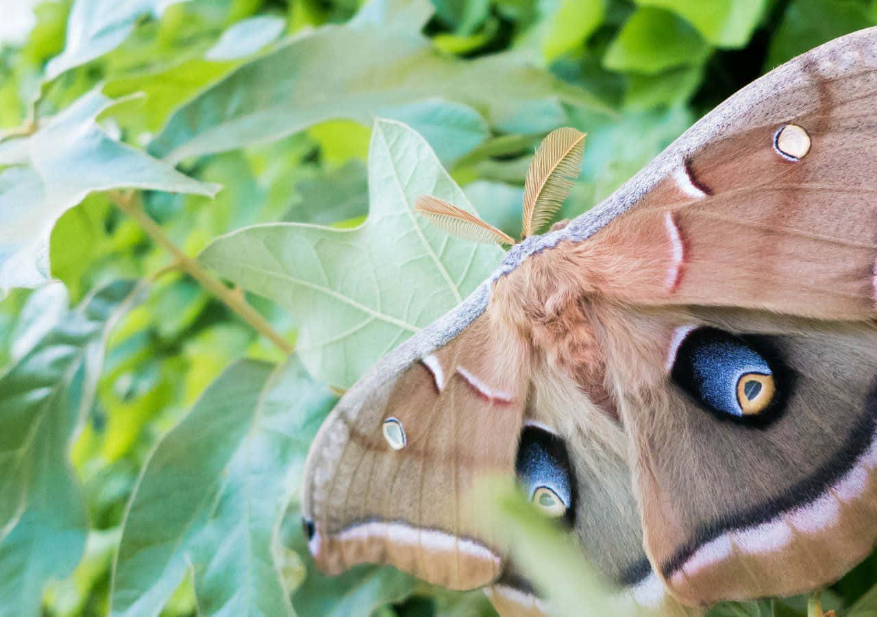 Polyphemus Moth, green leaves, blue eye spots, HD Desktop Wallpaper