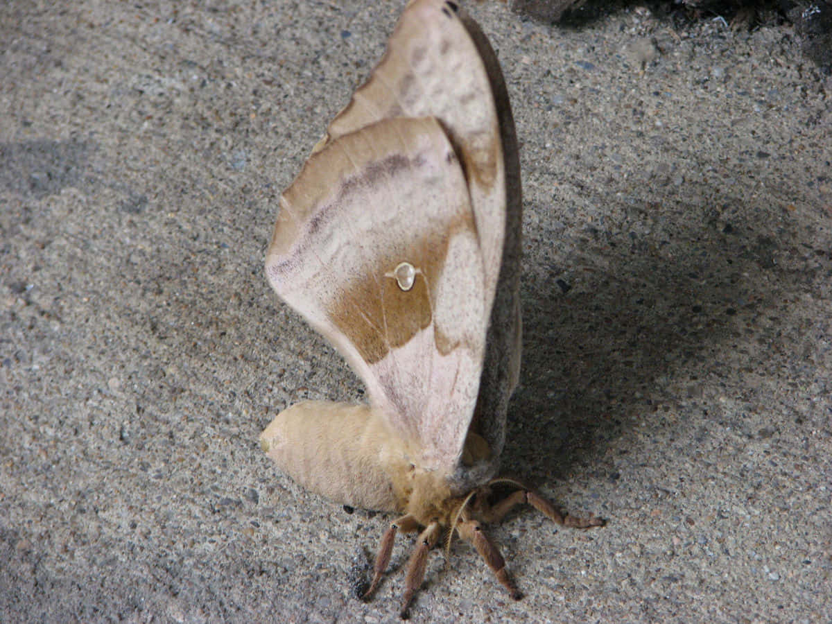 Polyphemus Moth, brown, beige, SD Desktop Wallpaper