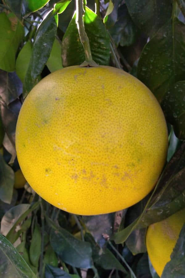Pomelo, Round, Yellow, SD Phone Wallpaper