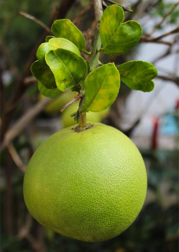 pomelo, green pomelo, tree branch, SD Phone Wallpaper