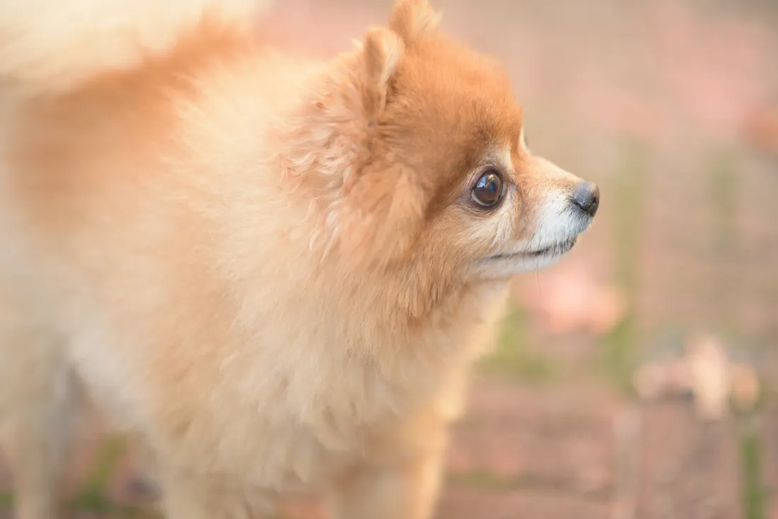 Pomeranian Wallpapers