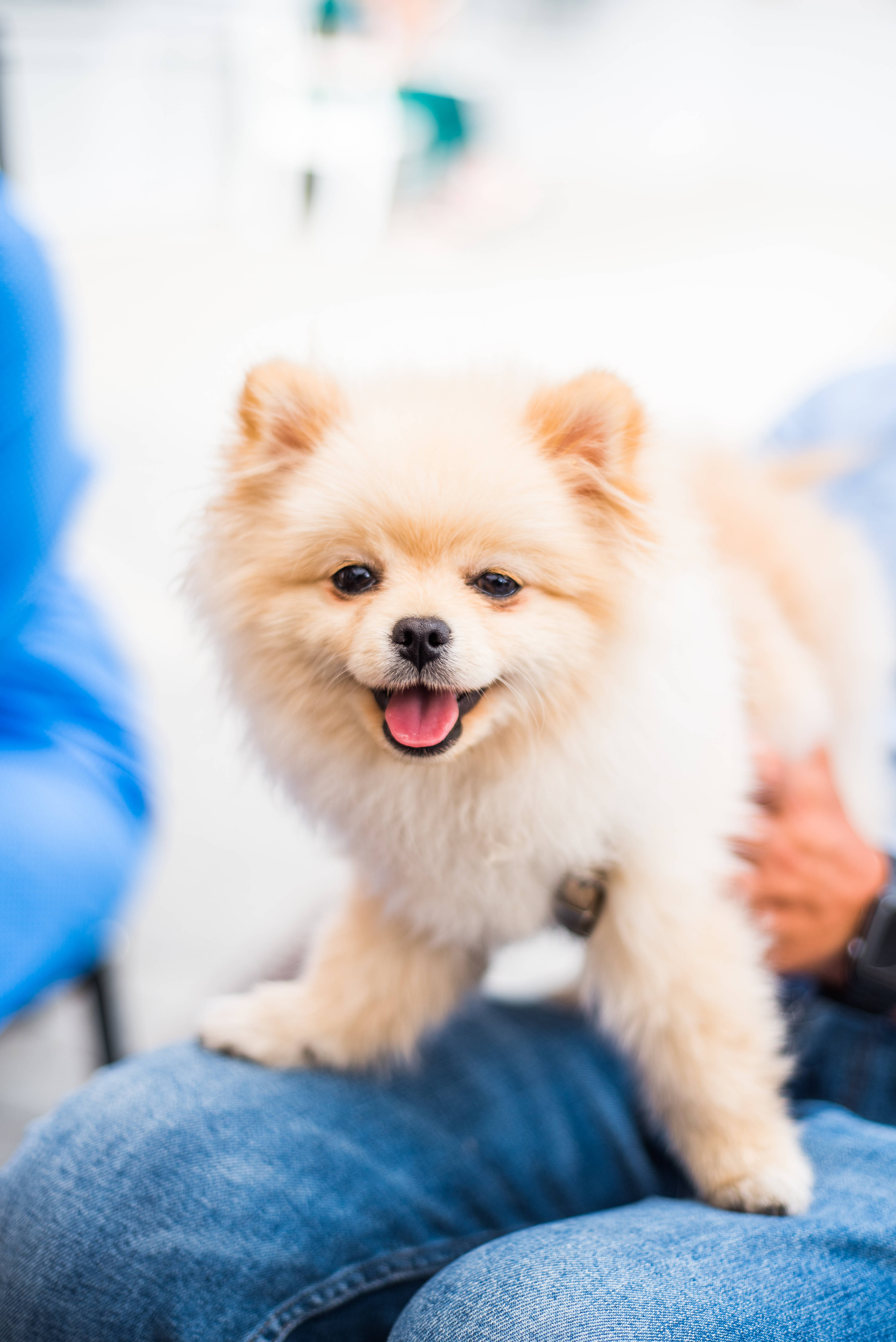 Pomeranian puppy, cream-colored, happy open mouth, 5K Phone Wallpaper