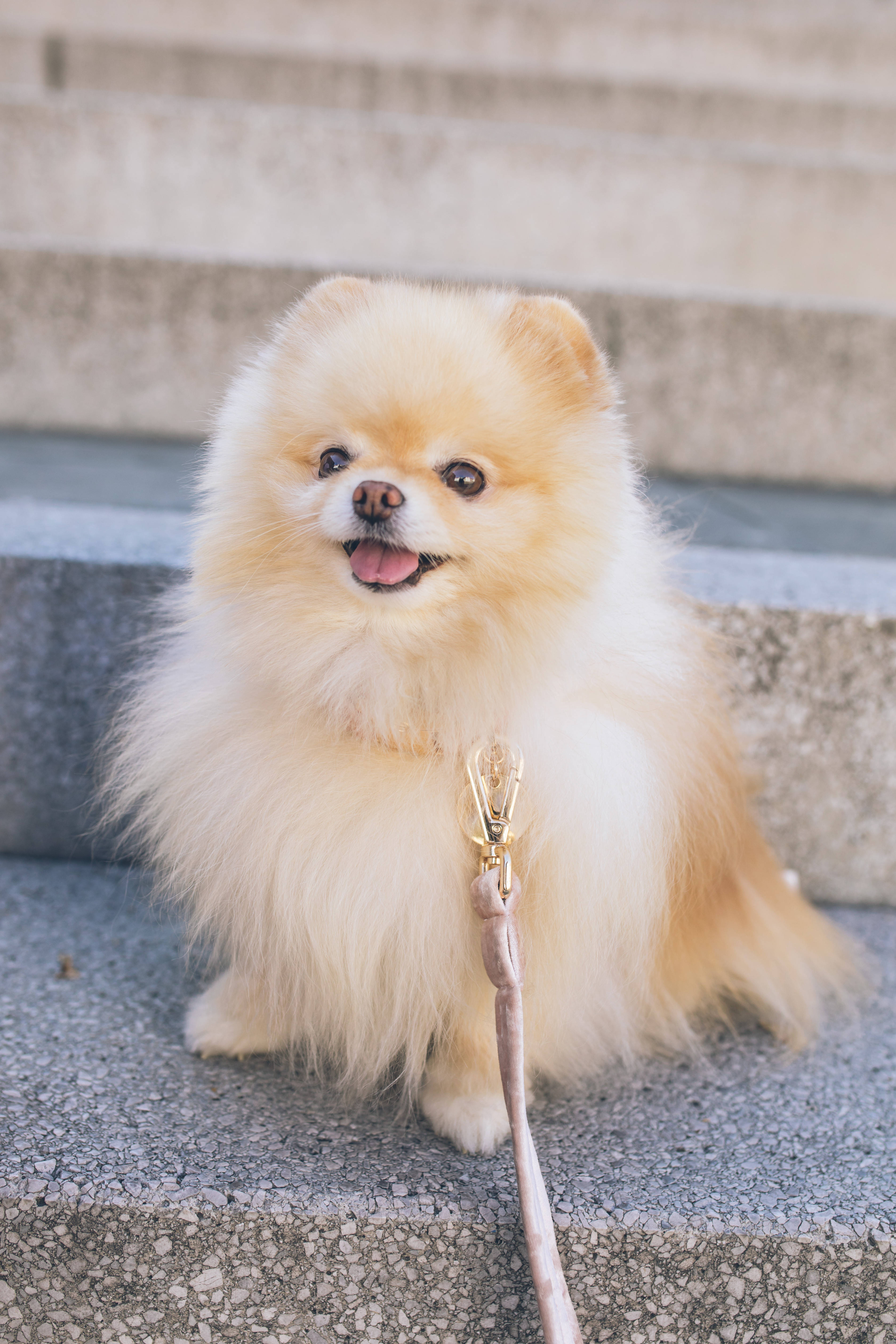 long coated pomeranian puppy, cream Pomeranian, concrete steps, 5K Phone Wallpaper