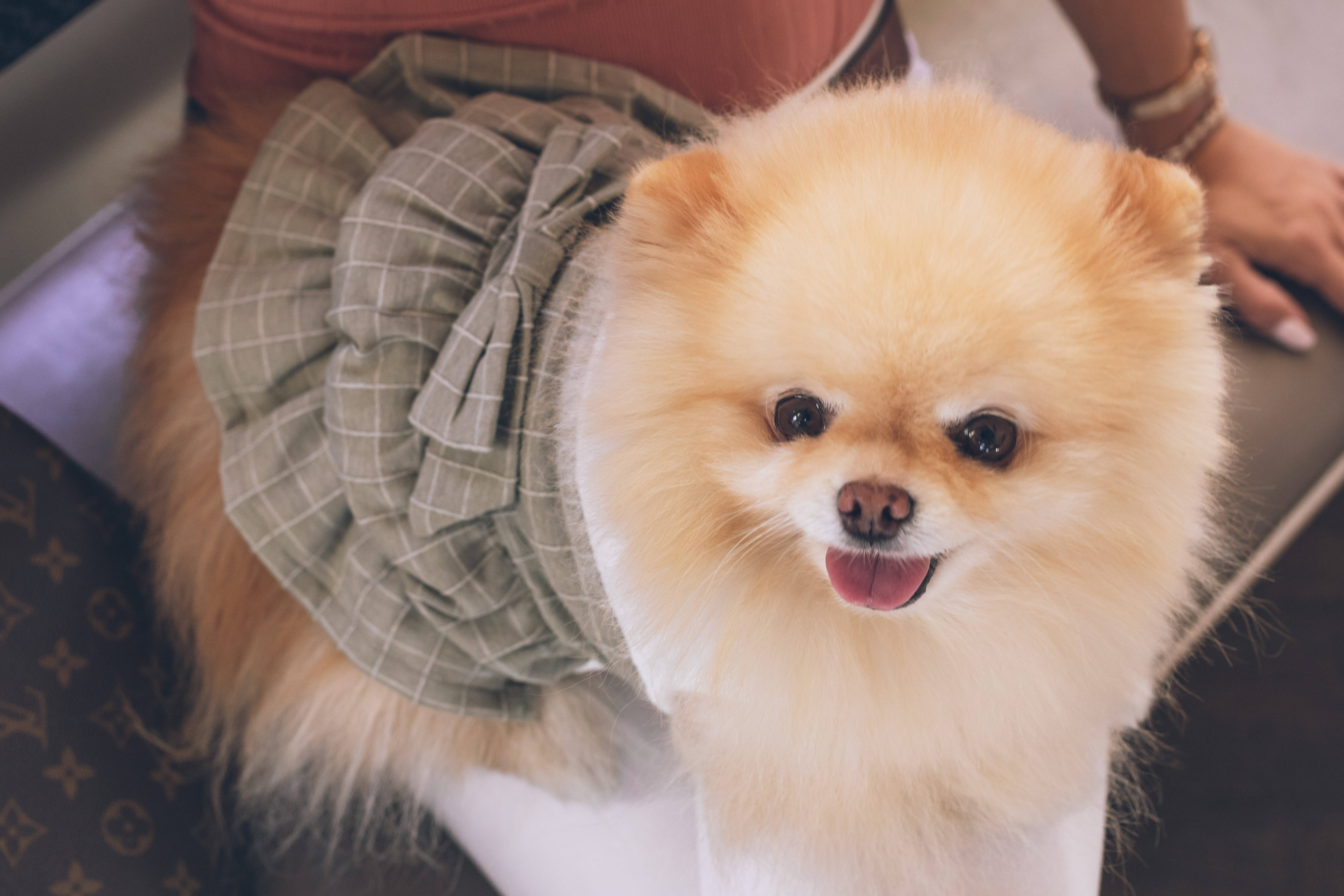 Pomeranian, orange Pomeranian, green plaid dress, 4K Desktop Wallpaper