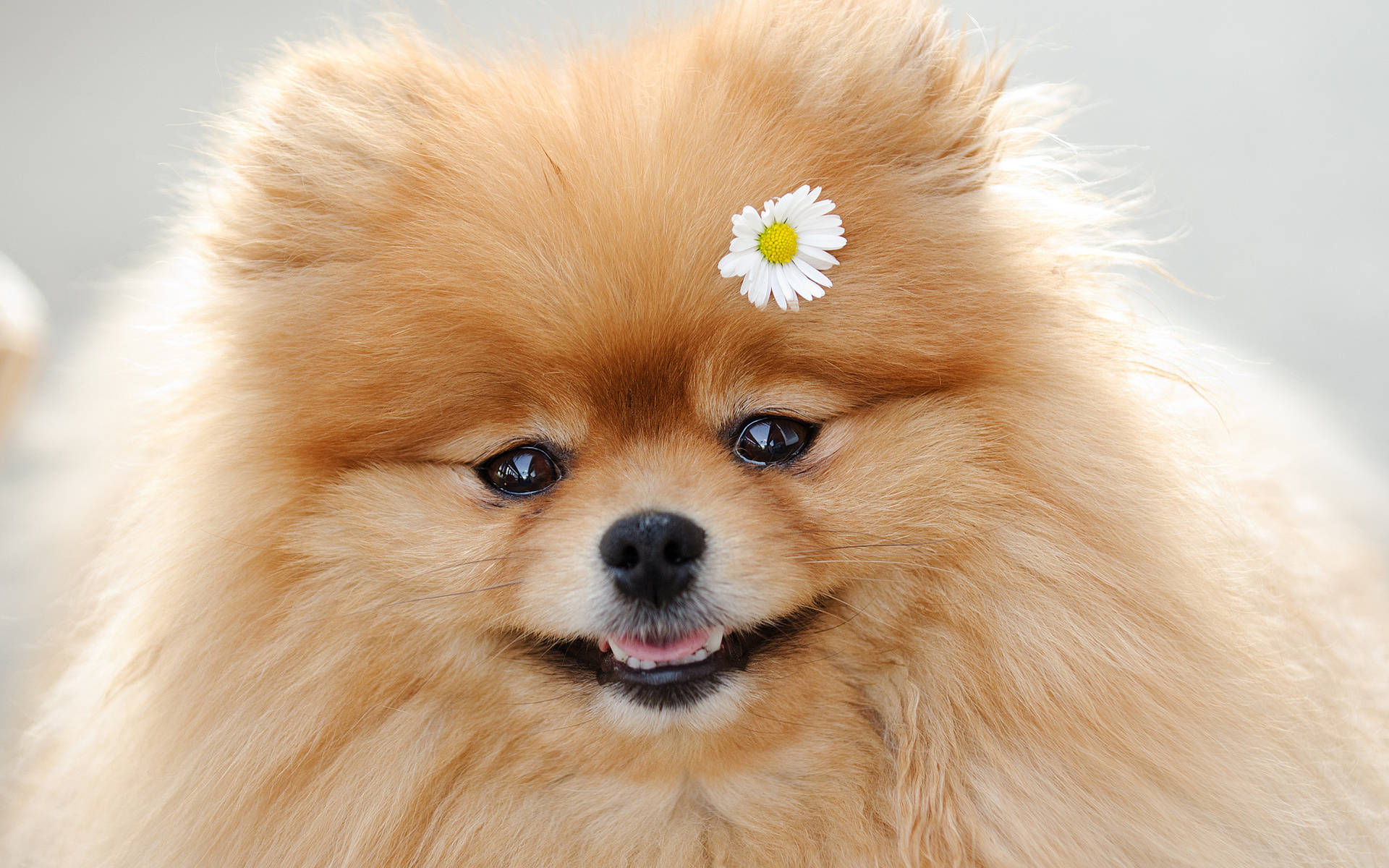 Pomeranian, daisy flower, orange, Full HD Desktop Wallpaper