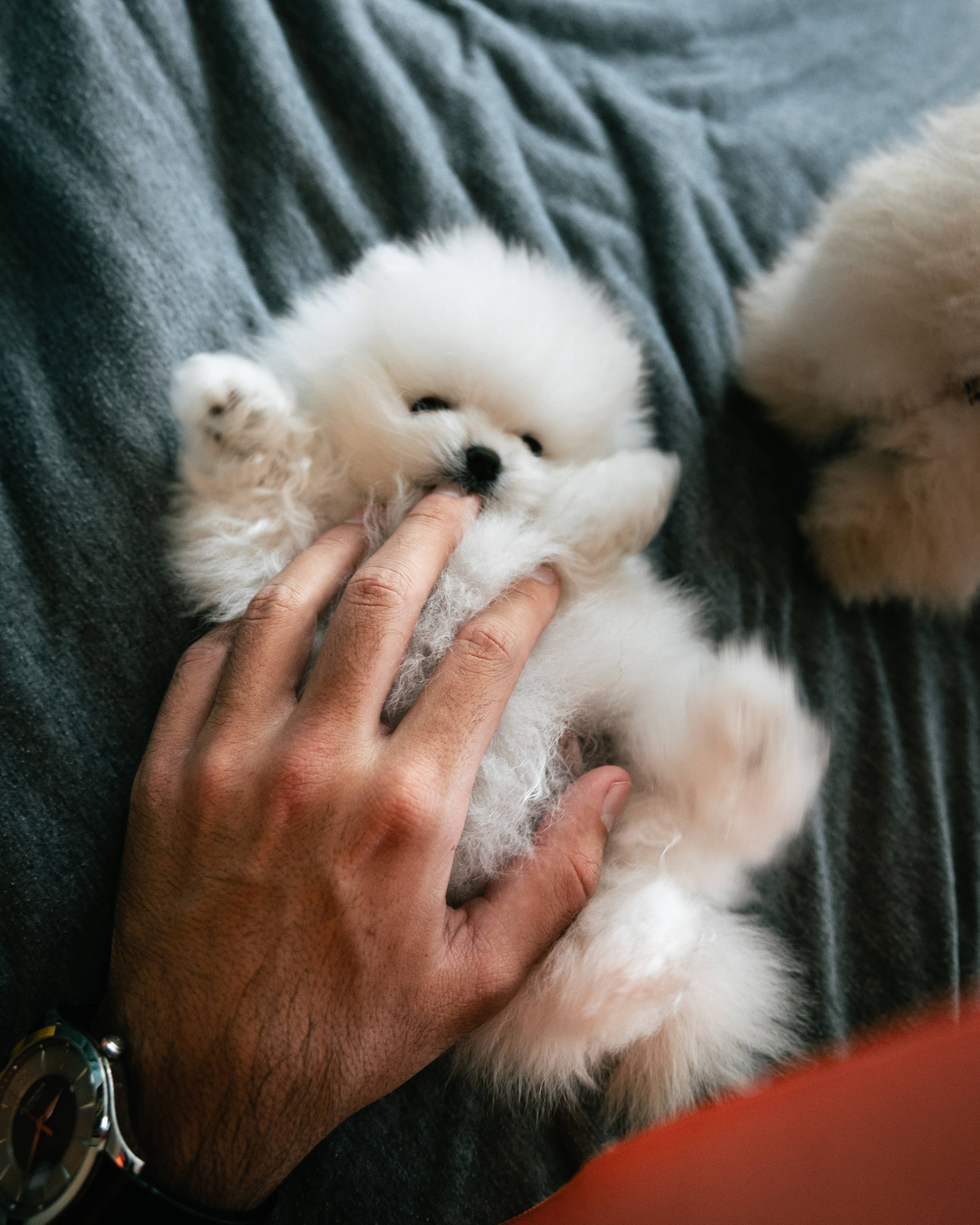 fluffy teacup pomeranian puppy, white puppy, gray blanket, 4K Phone Wallpaper