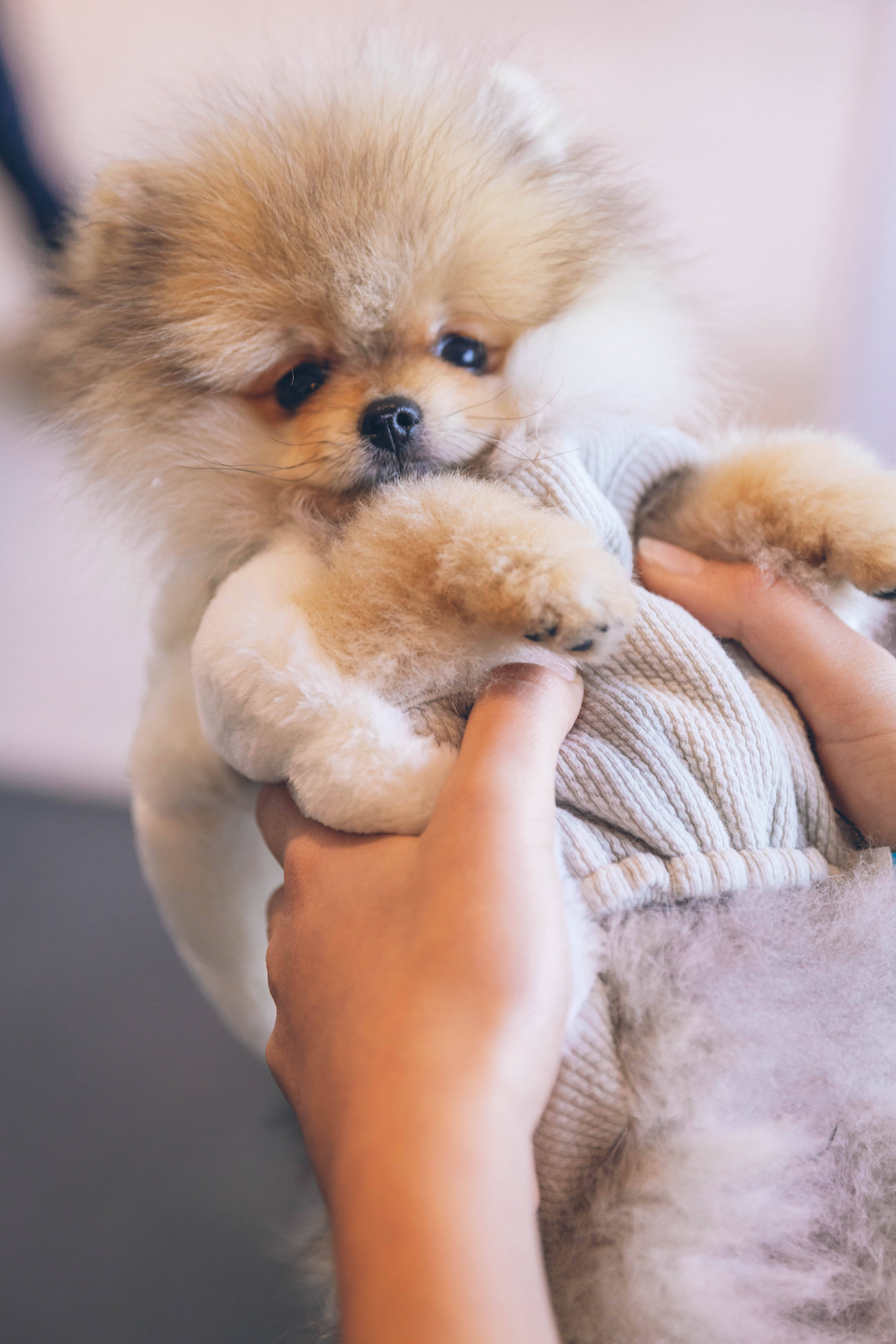 Pomeranian puppy, cream, knit sweater, 5K Phone Wallpaper