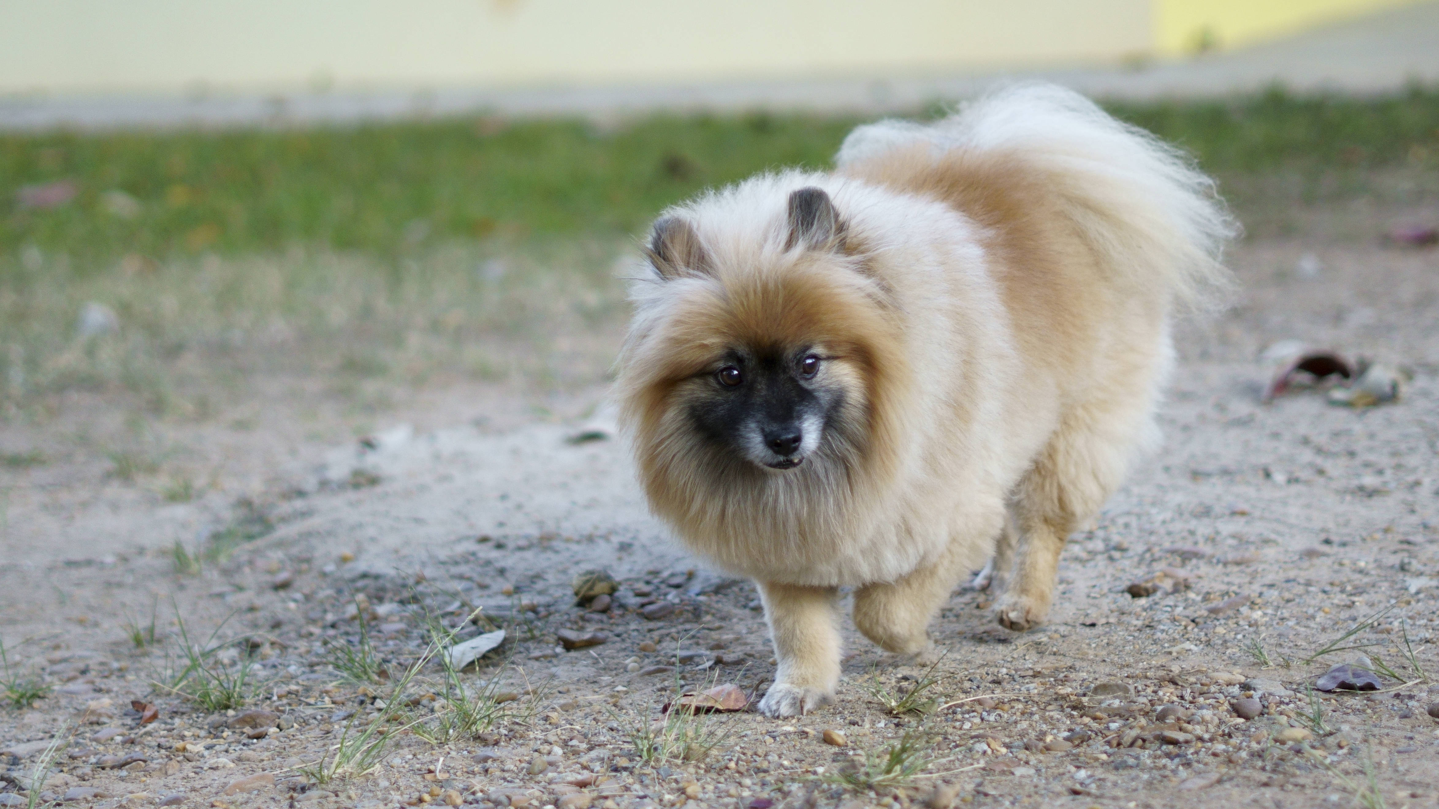 Pomeranian, fluffy, cream and black, 4K Desktop Wallpaper