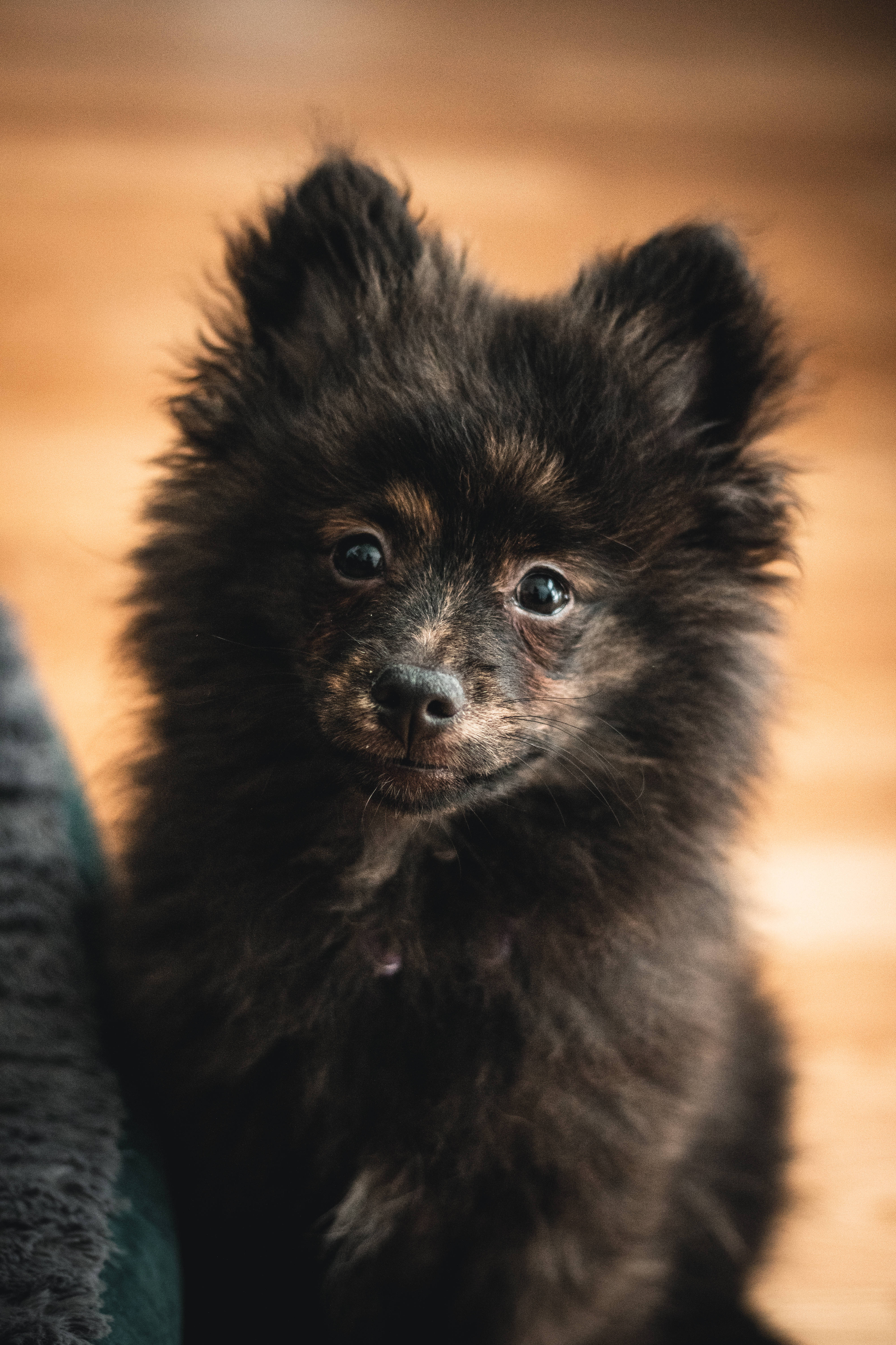 fluffy black pomeranian puppy, bright blue eyes, warm wooden floor, 5K Phone Wallpaper