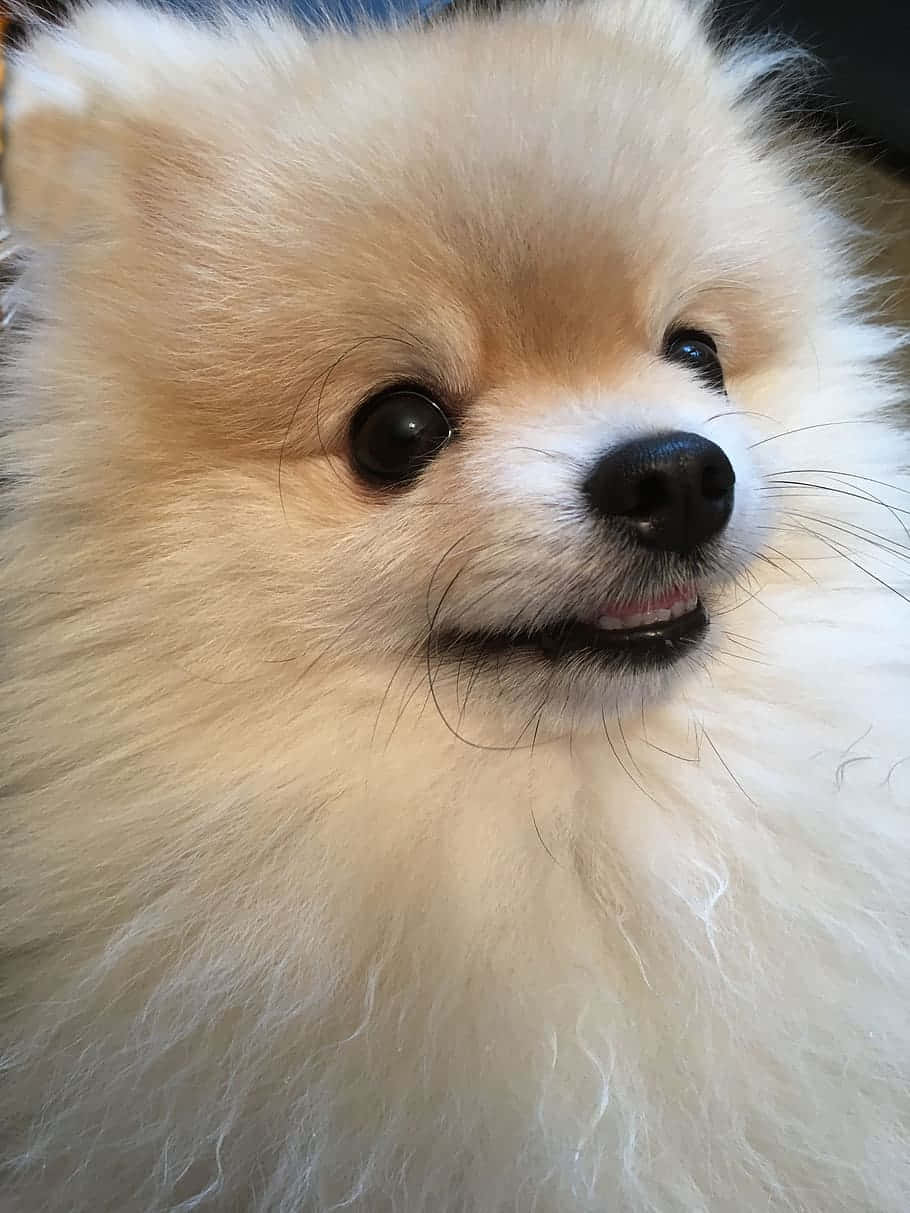 Pomeranian, fluffy, cream-colored, SD Phone Wallpaper