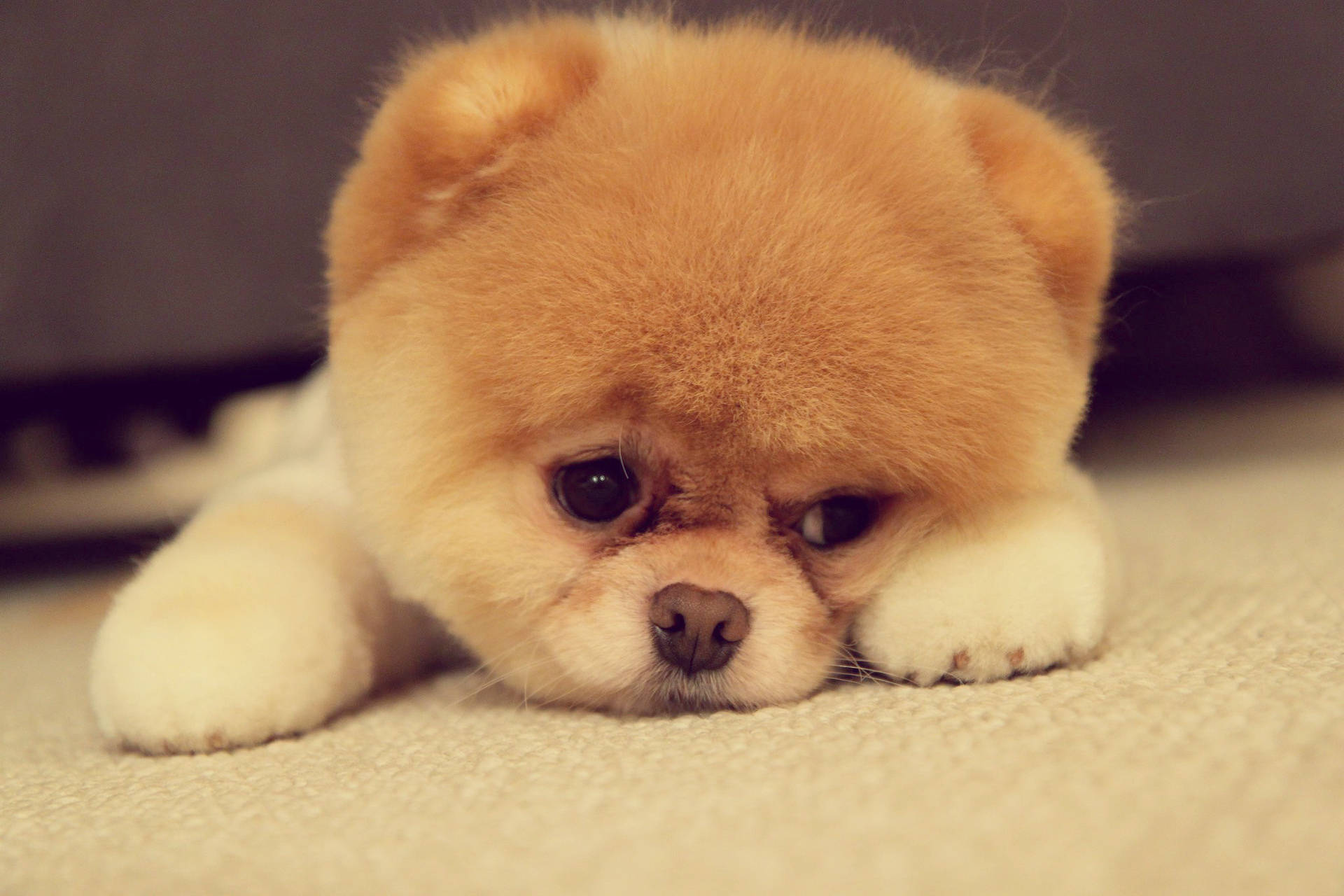 Pomeranian, tan, beige carpet, Full HD Desktop Wallpaper
