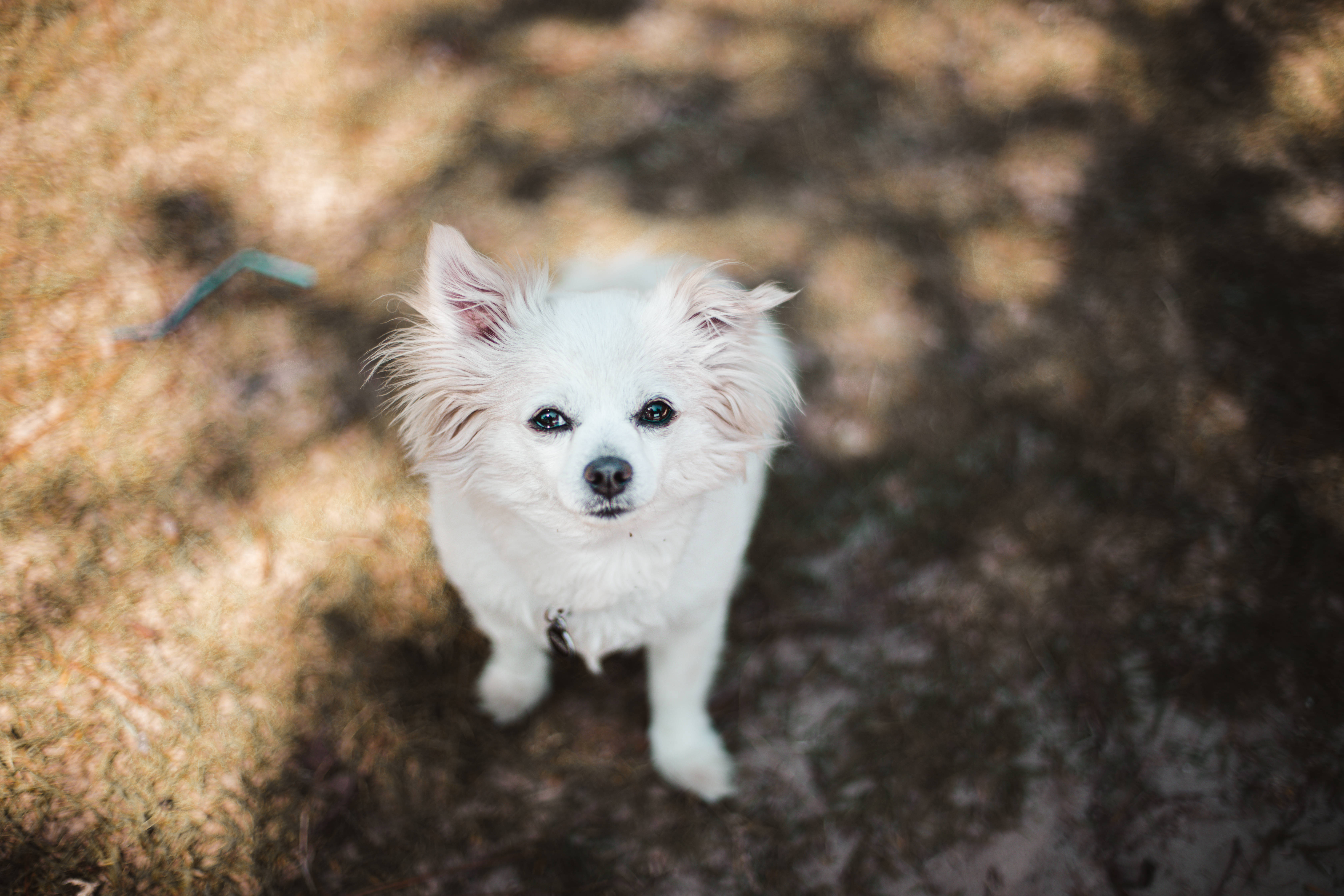 white pomeranian dog, fluffy, bright eyes, 5K Desktop Wallpaper