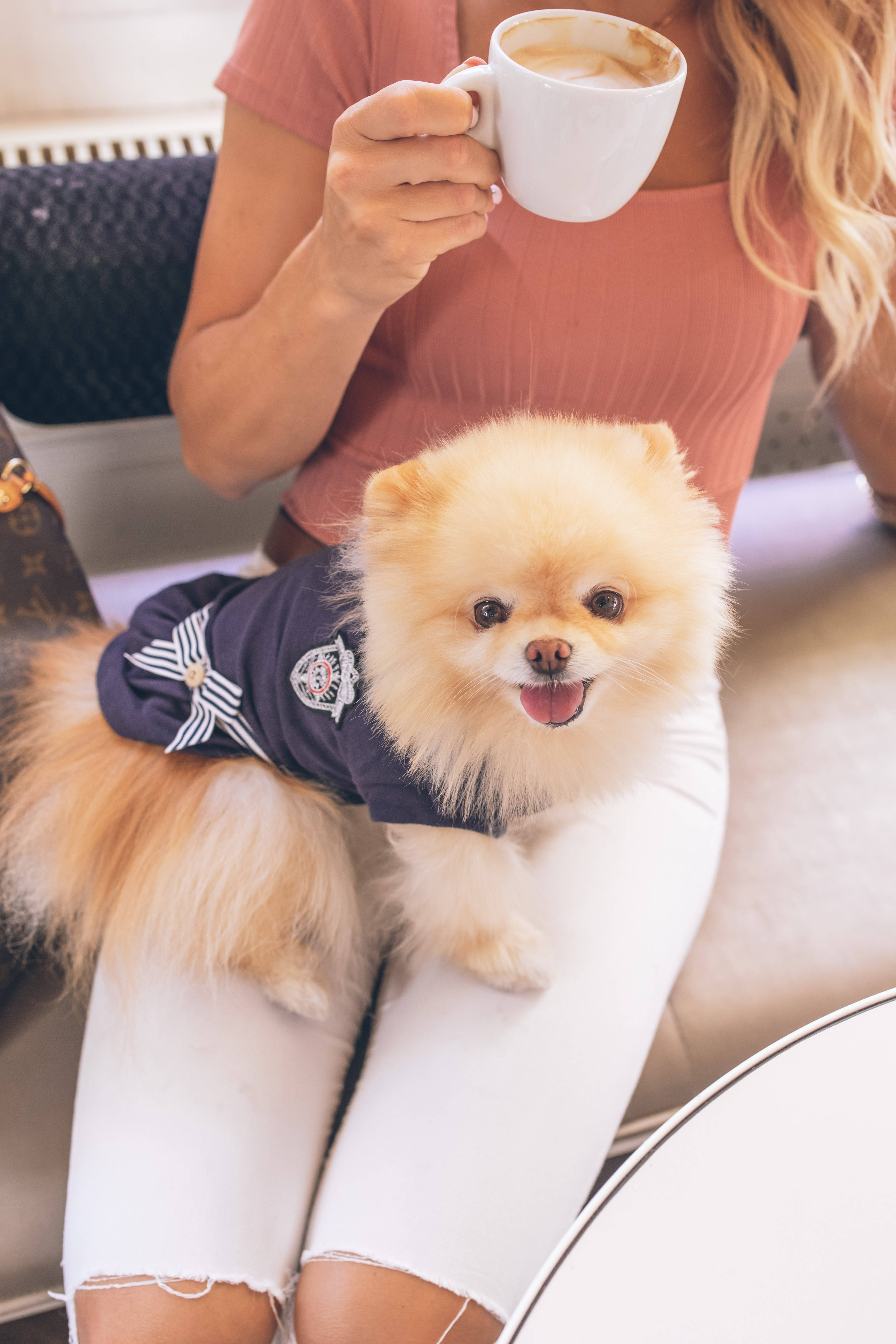Pomeranian, navy sailor outfit, woman's lap, 5K Phone Wallpaper