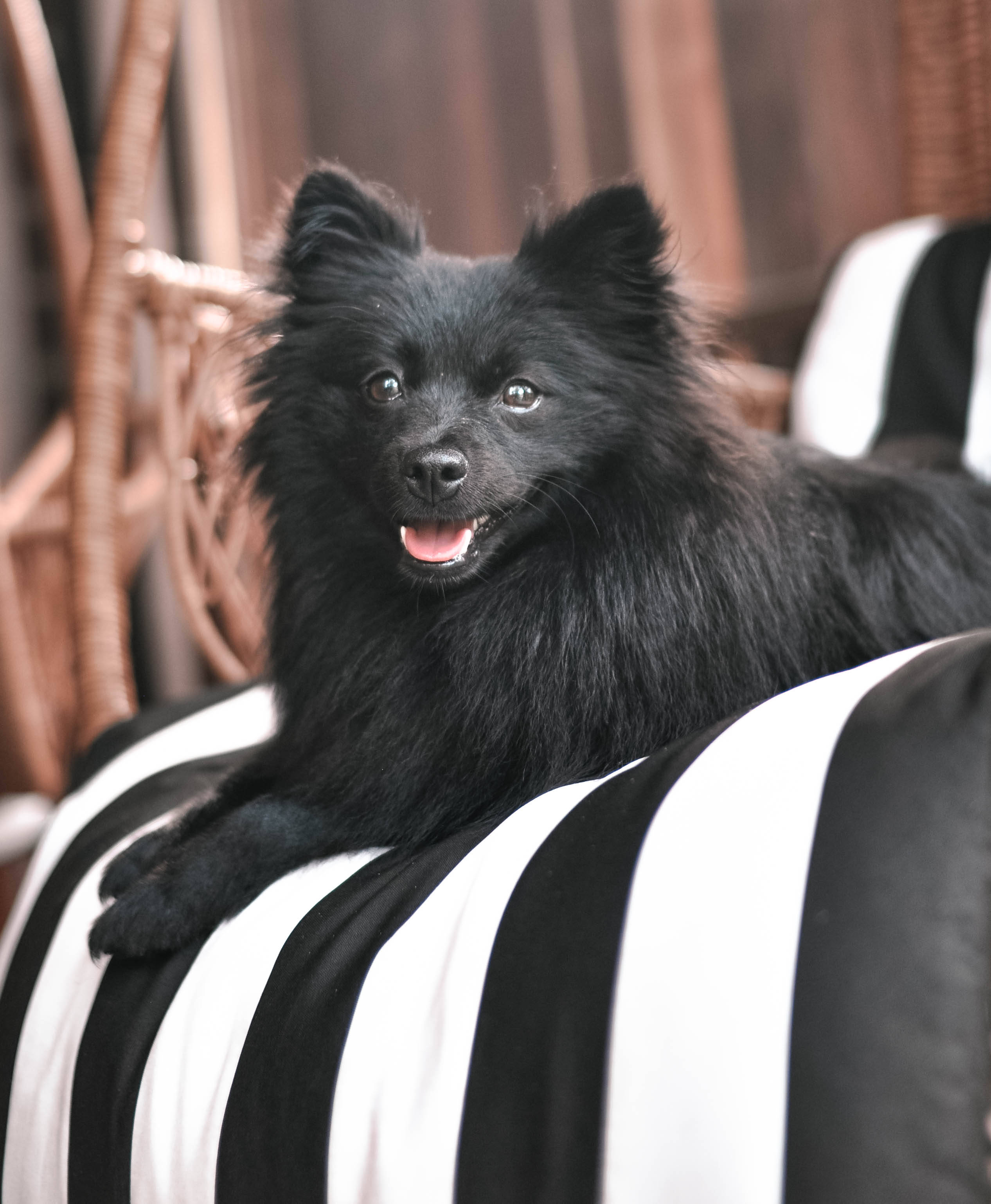 black pomeranian, black and white striped cushion, fluffy black puppy, 2K Phone Wallpaper