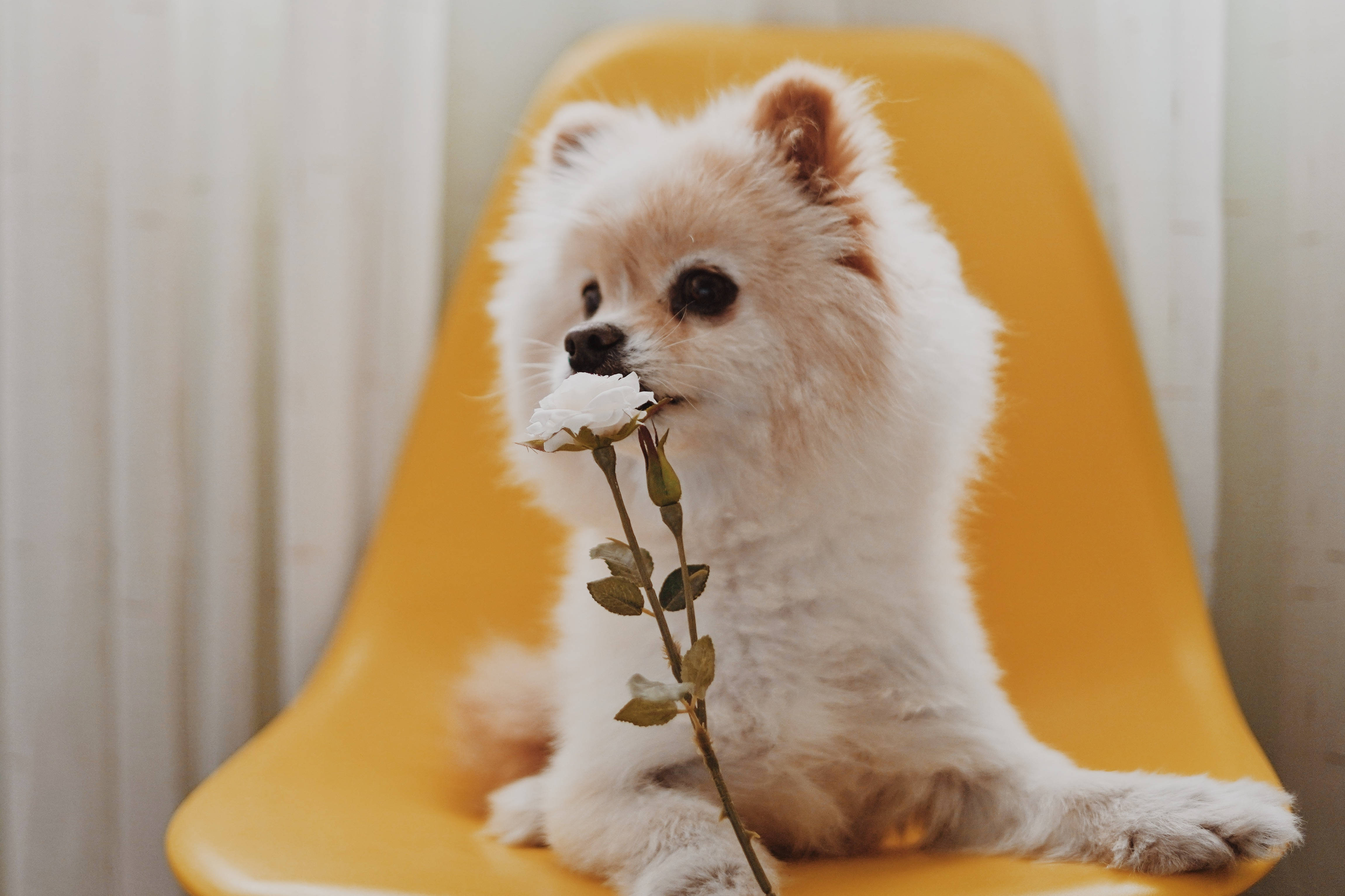 white Pomeranian, bright yellow chair, white rose, 4K Desktop Wallpaper