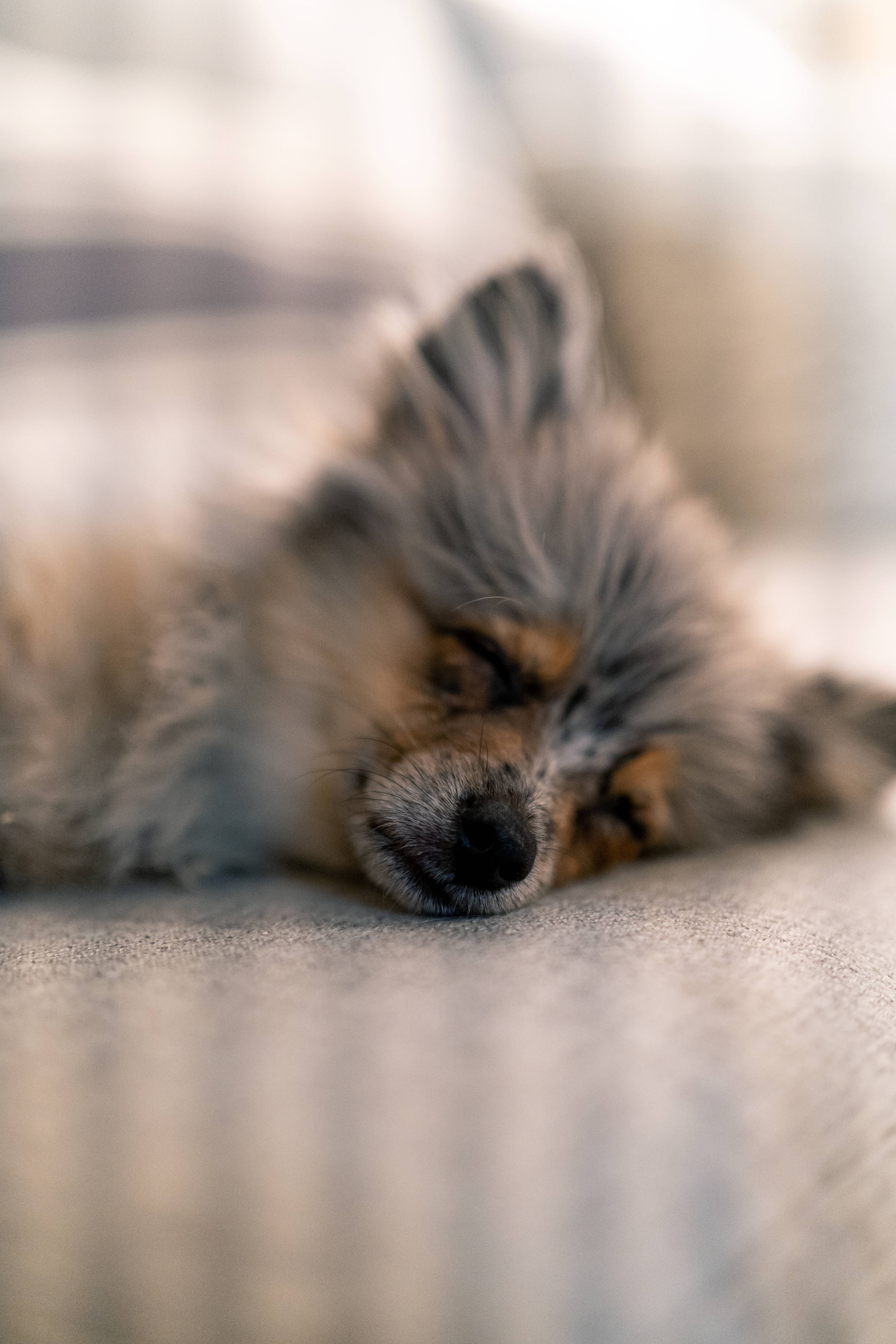 gray brown pomeranian puppy, sleeping, soft gray textured surface, 5K Phone Wallpaper