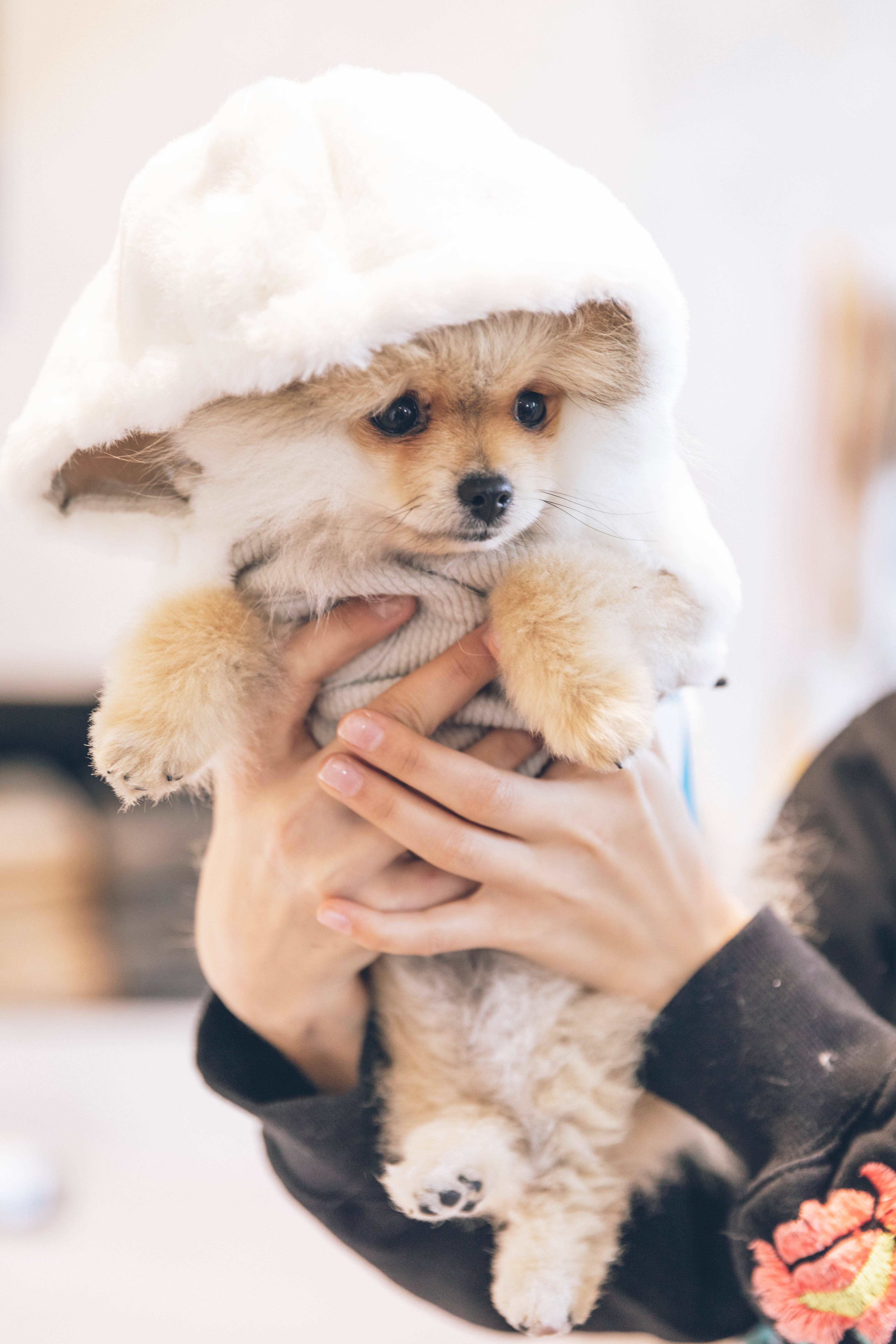 Pomeranian, puppy, white hooded sweater, 5K Phone Wallpaper