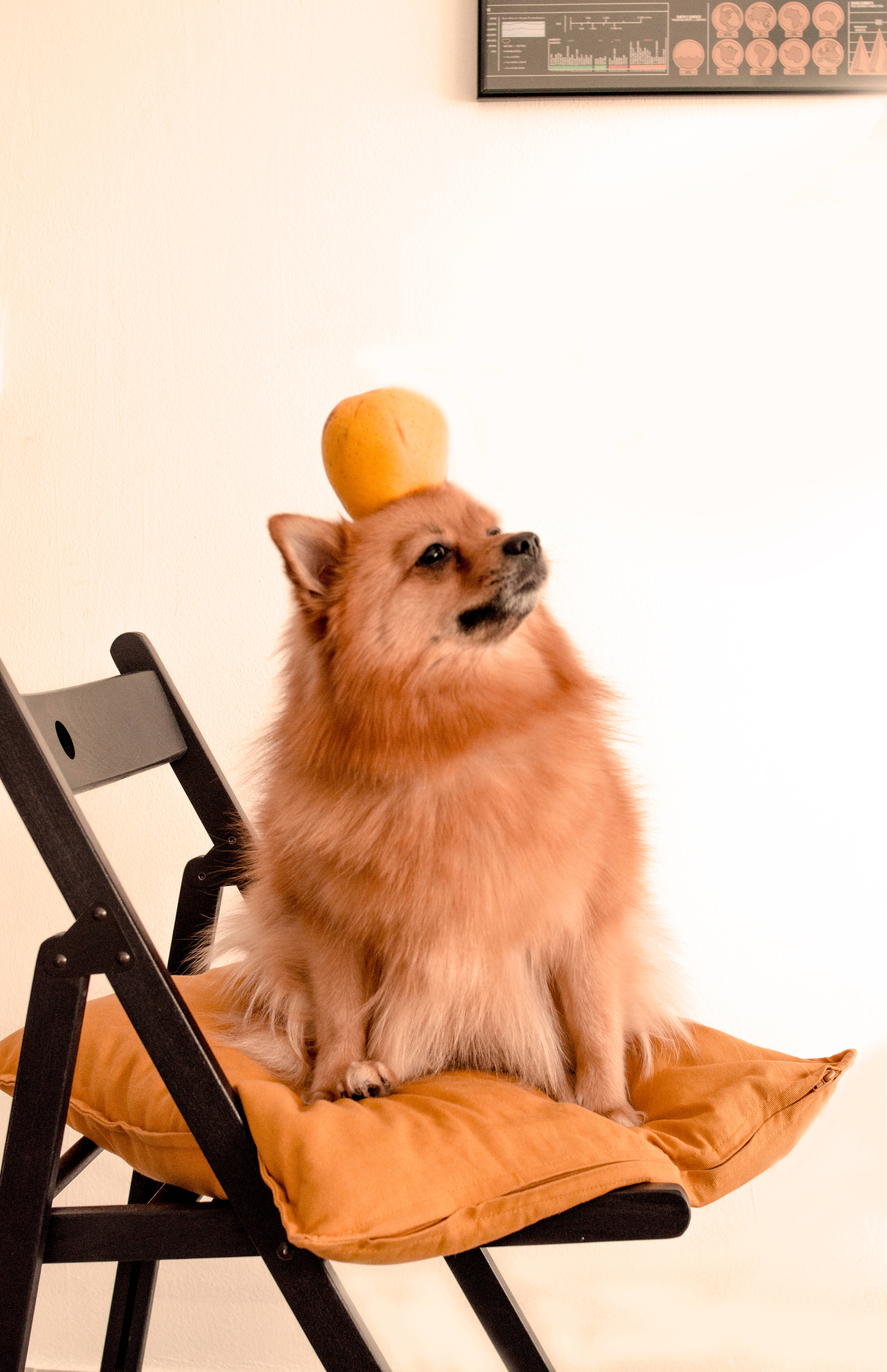 Pomeranian, orange pillow, small orange ball, 5K Phone Wallpaper