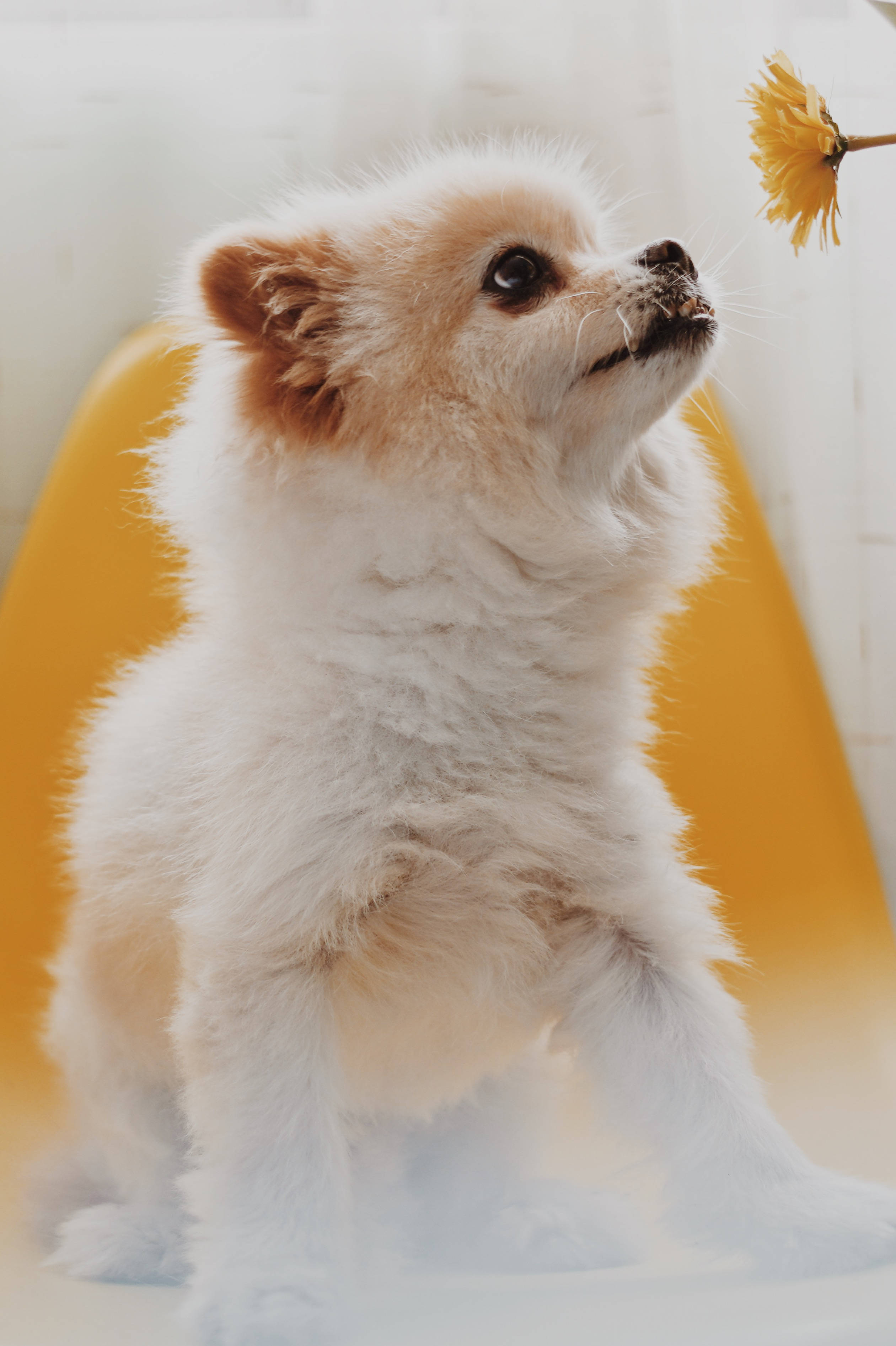 Pomeranian puppy, yellow chair, yellow flower, 2K Phone Wallpaper