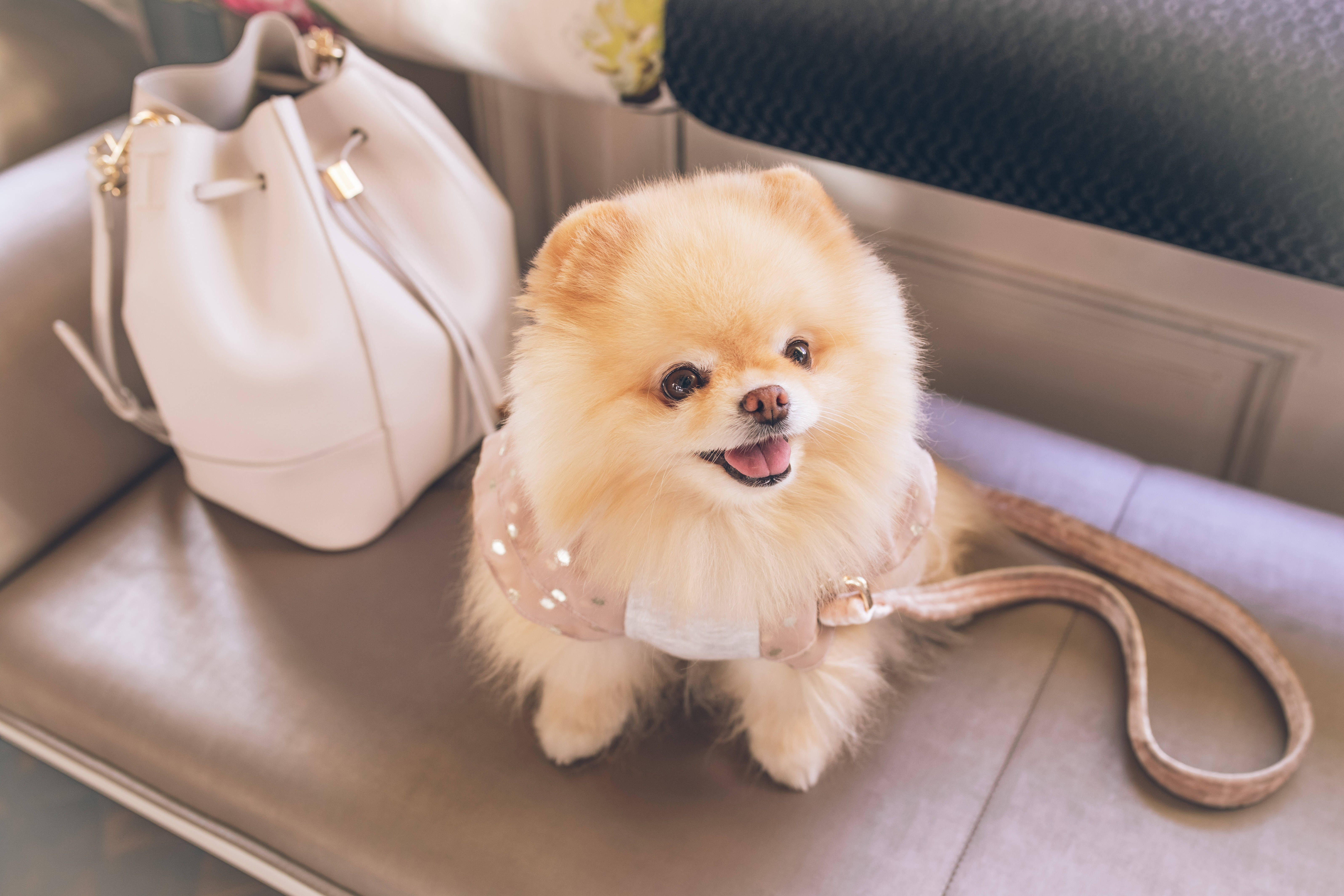Pomeranian, cream Pomeranian, sparkly harness, 5K Desktop Wallpaper