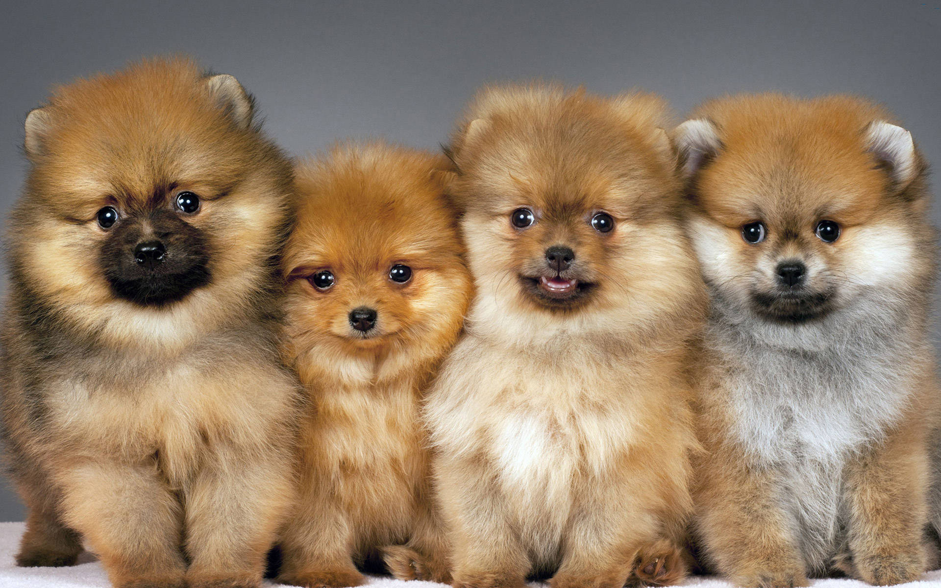 Pomeranian puppies, fluffy, bright eyes, Full HD Desktop Wallpaper