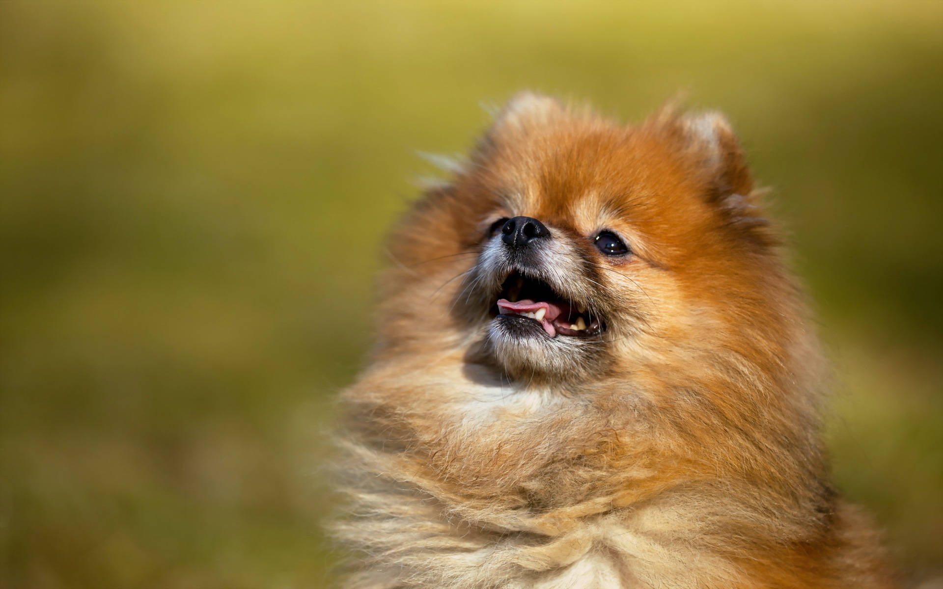 Pomeranian, fluffy orange, joyful expression, Full HD Desktop Wallpaper