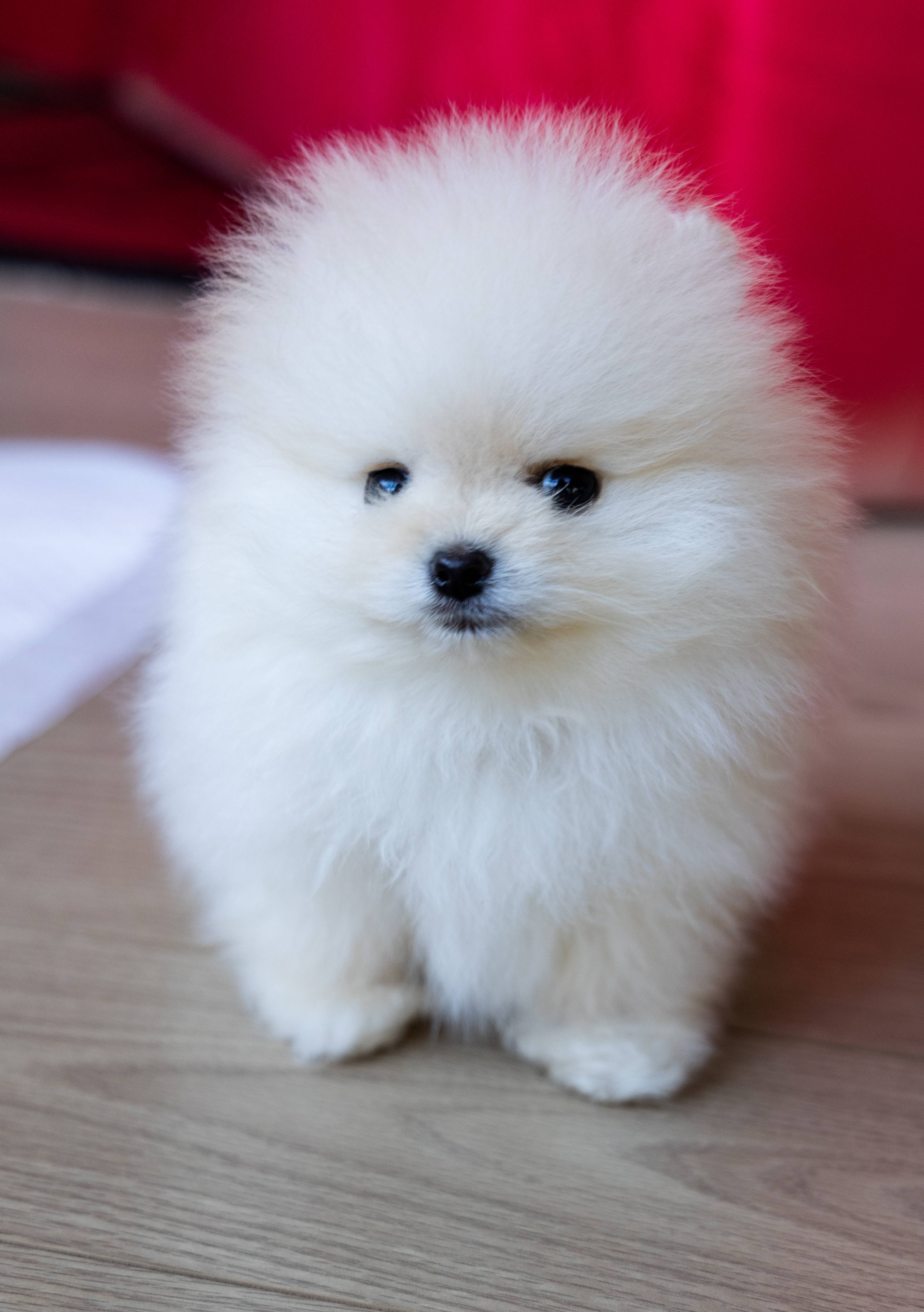 white fluffy round pomeranian puppy, bright blue eyes, wooden floor, 4K Phone Wallpaper