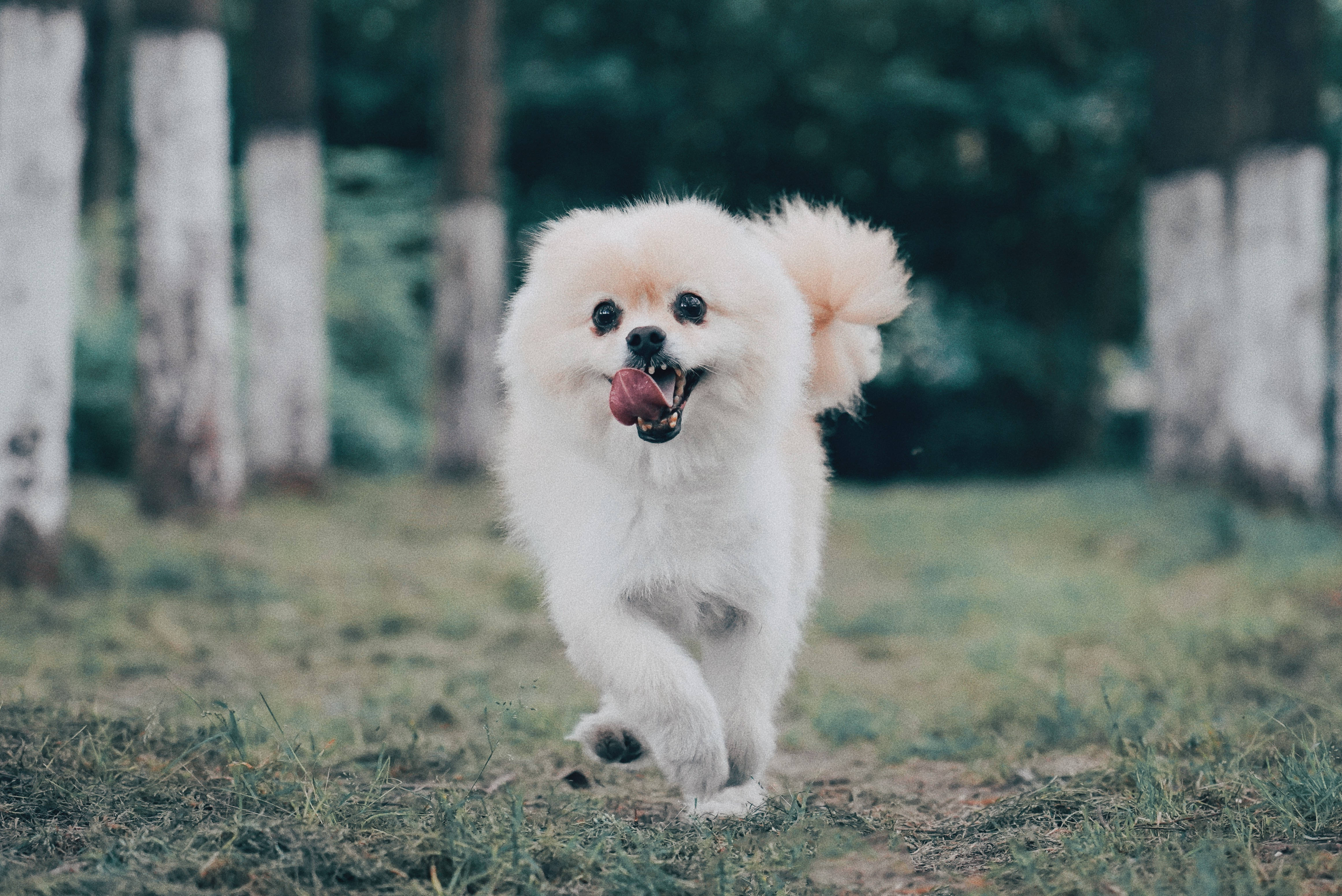 white Pomeranian dog, fluffy, grassy forest, 4K Desktop Wallpaper