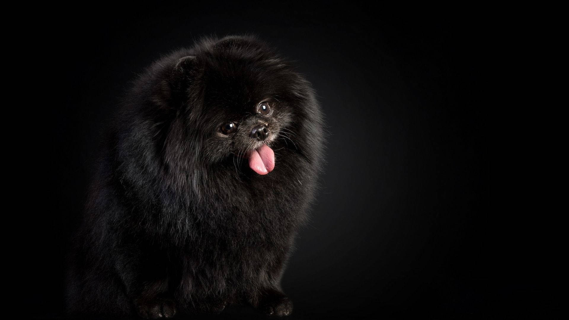 Pomeranian, black, white, Full HD Desktop Wallpaper