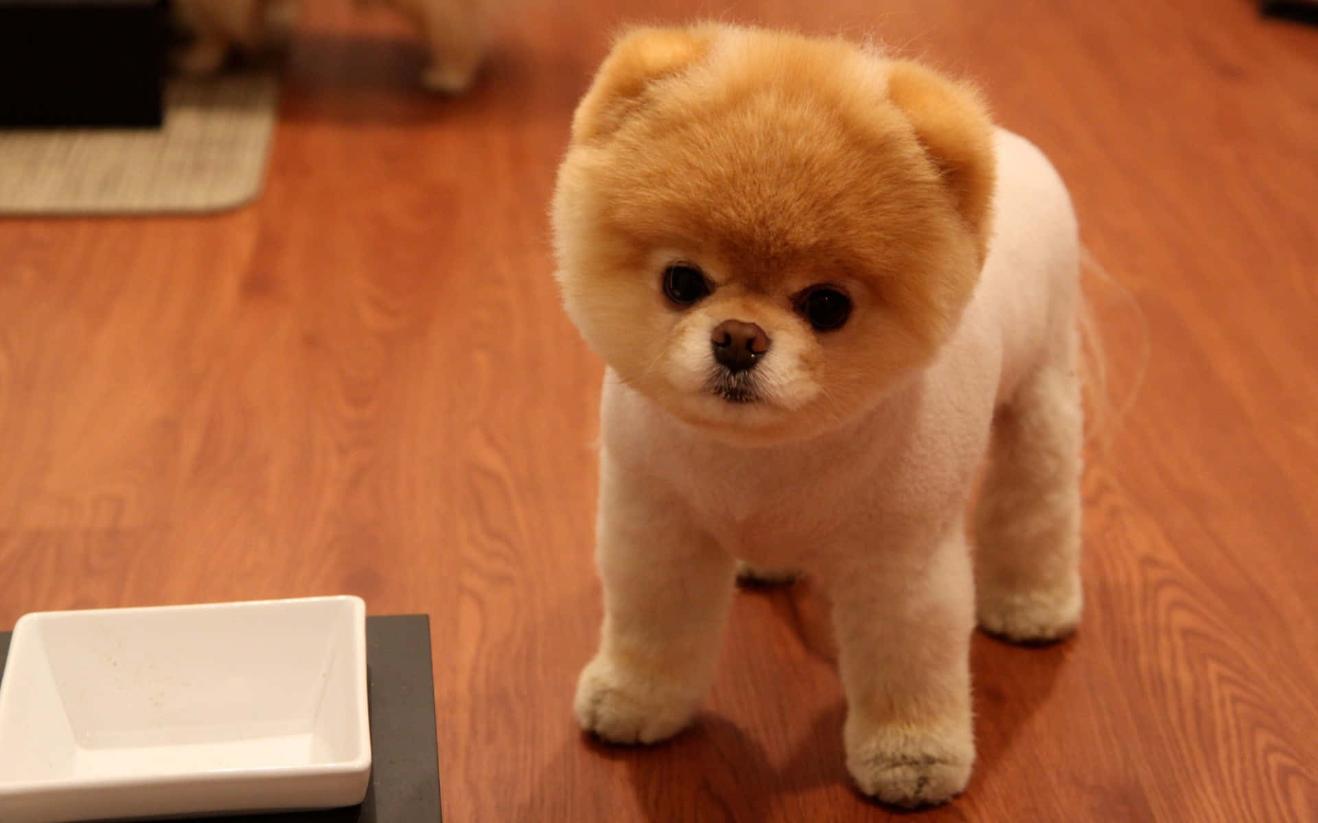 Pomeranian, fluffy, cream-colored, Full HD Desktop Wallpaper