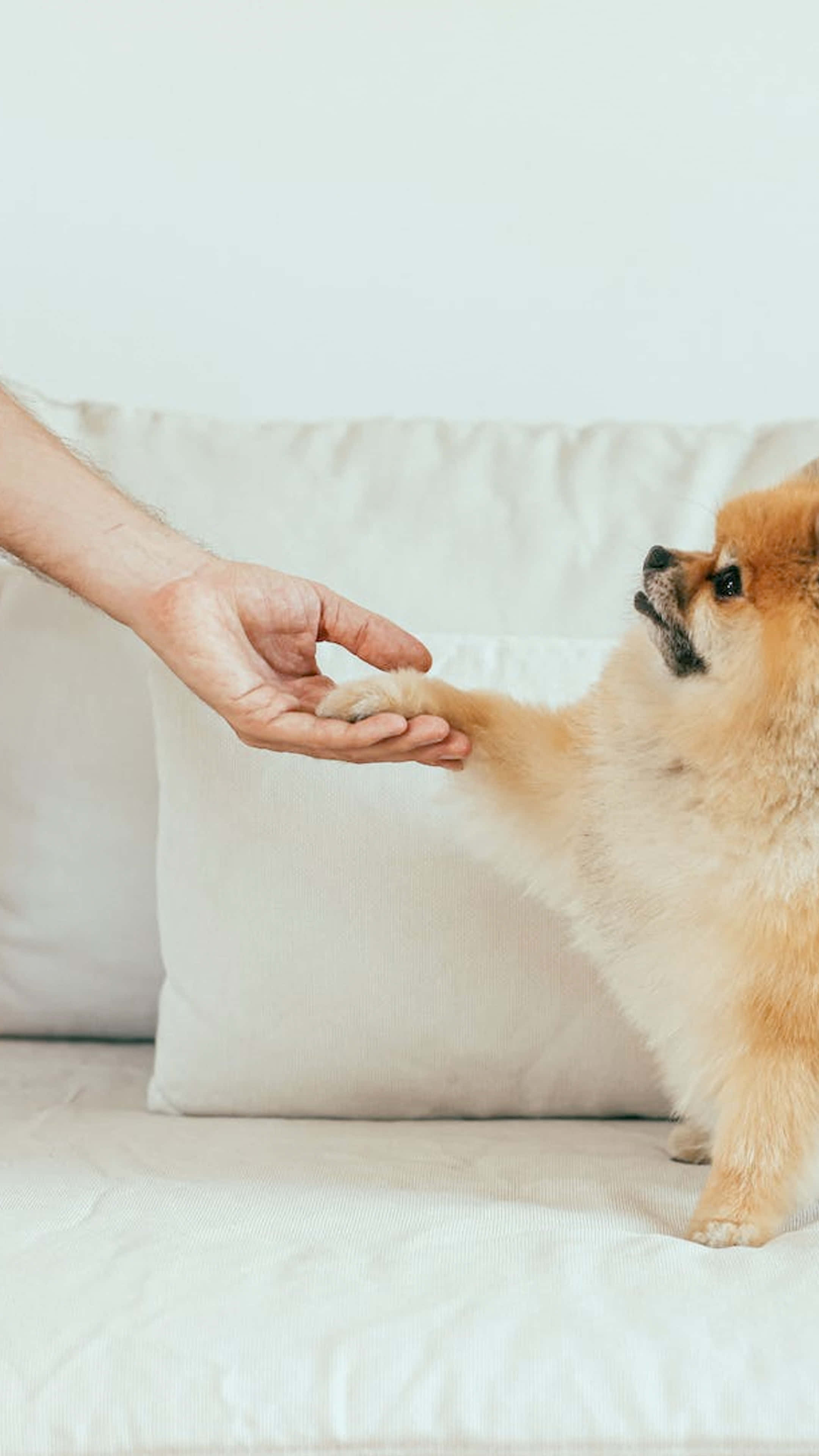 Pomeranian, white couch, paw, 4K Phone Wallpaper