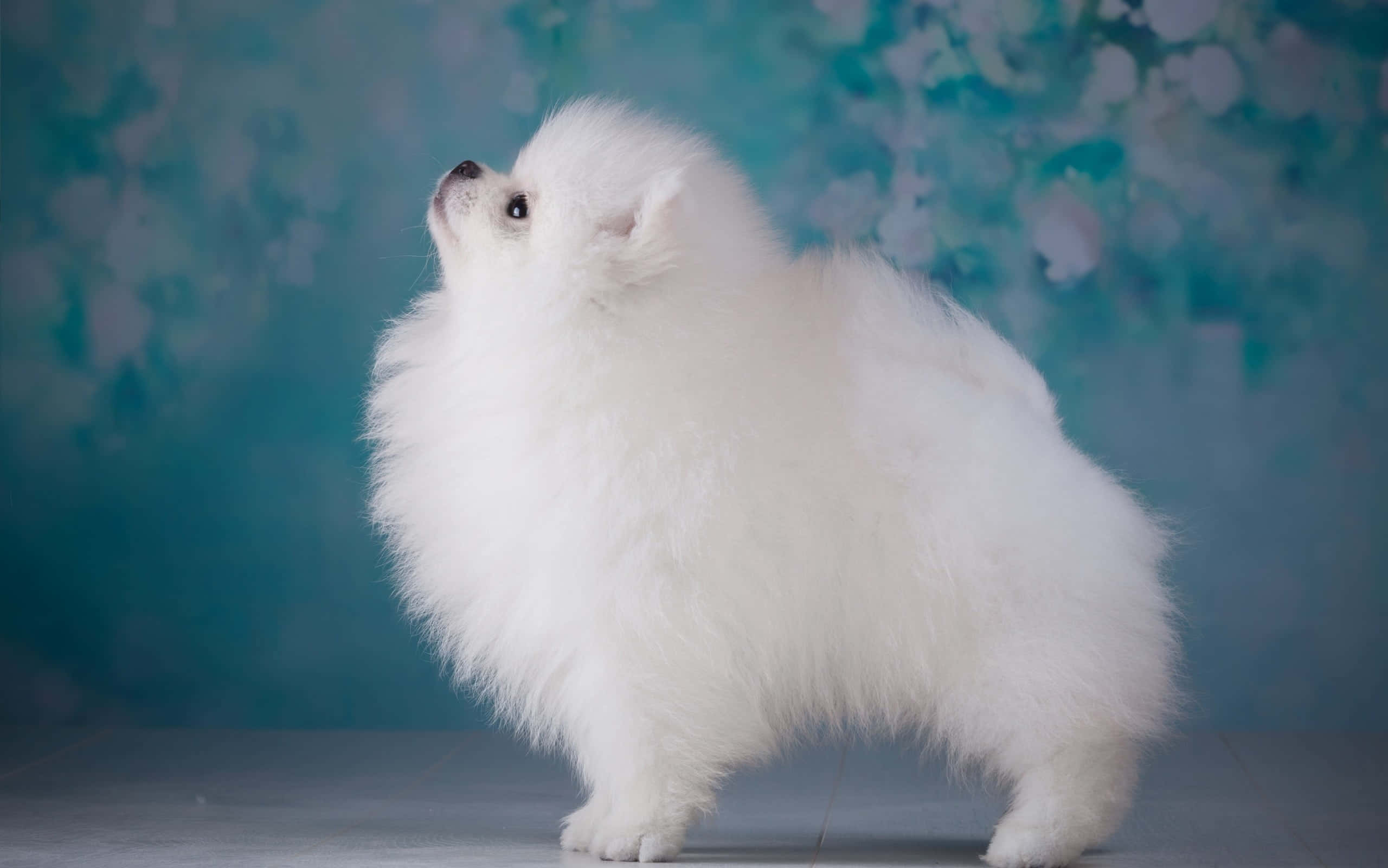 Pomeranian, fluffy white, soft blue floral backdrop, 2K Desktop Wallpaper