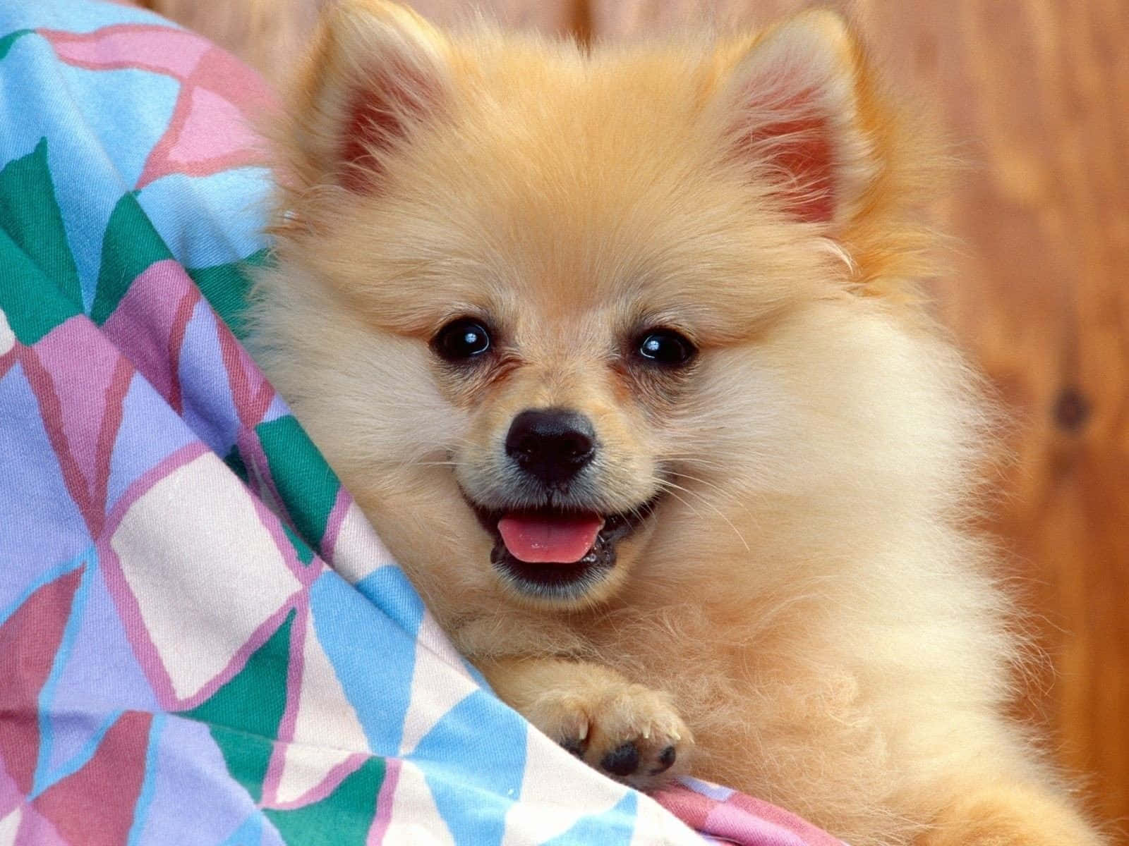 Pomeranian, fluffy, cream-colored, HD Desktop Wallpaper