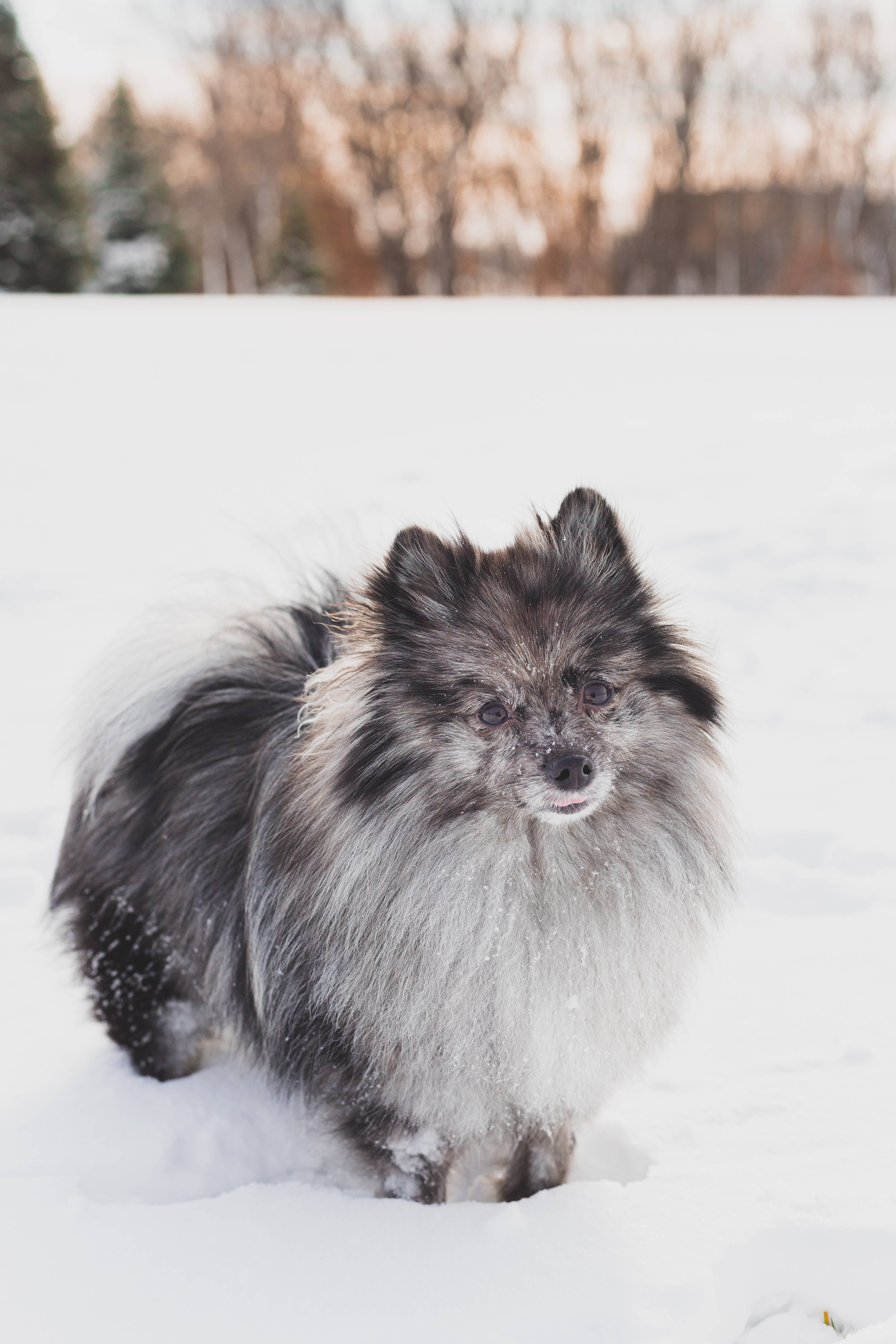 Pomeranian, gray and white, deep snow, 5K Phone Wallpaper