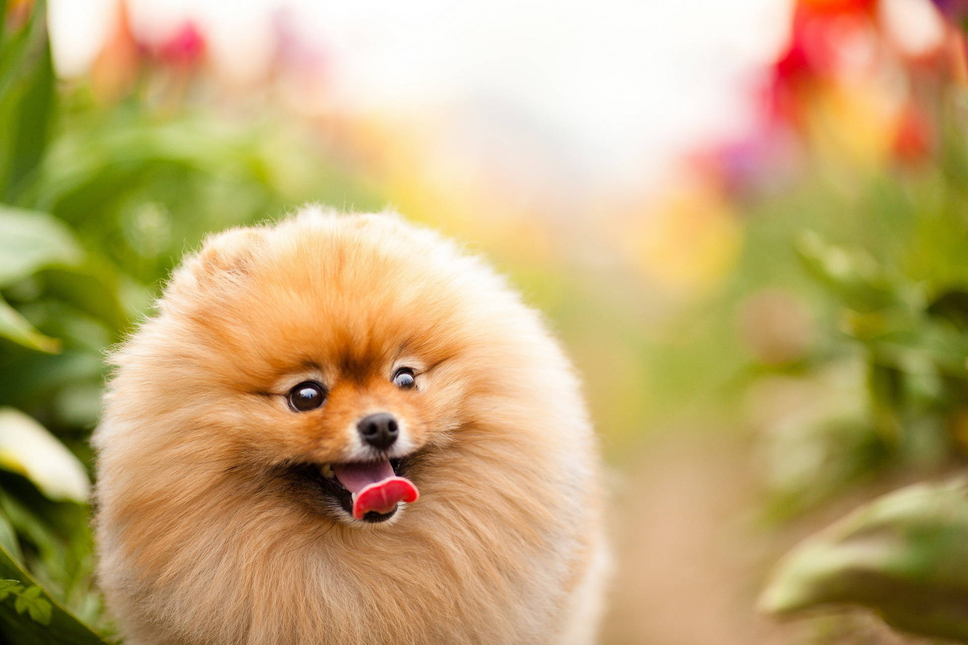 Pomeranian, orange, fluffy, Full HD Desktop Wallpaper