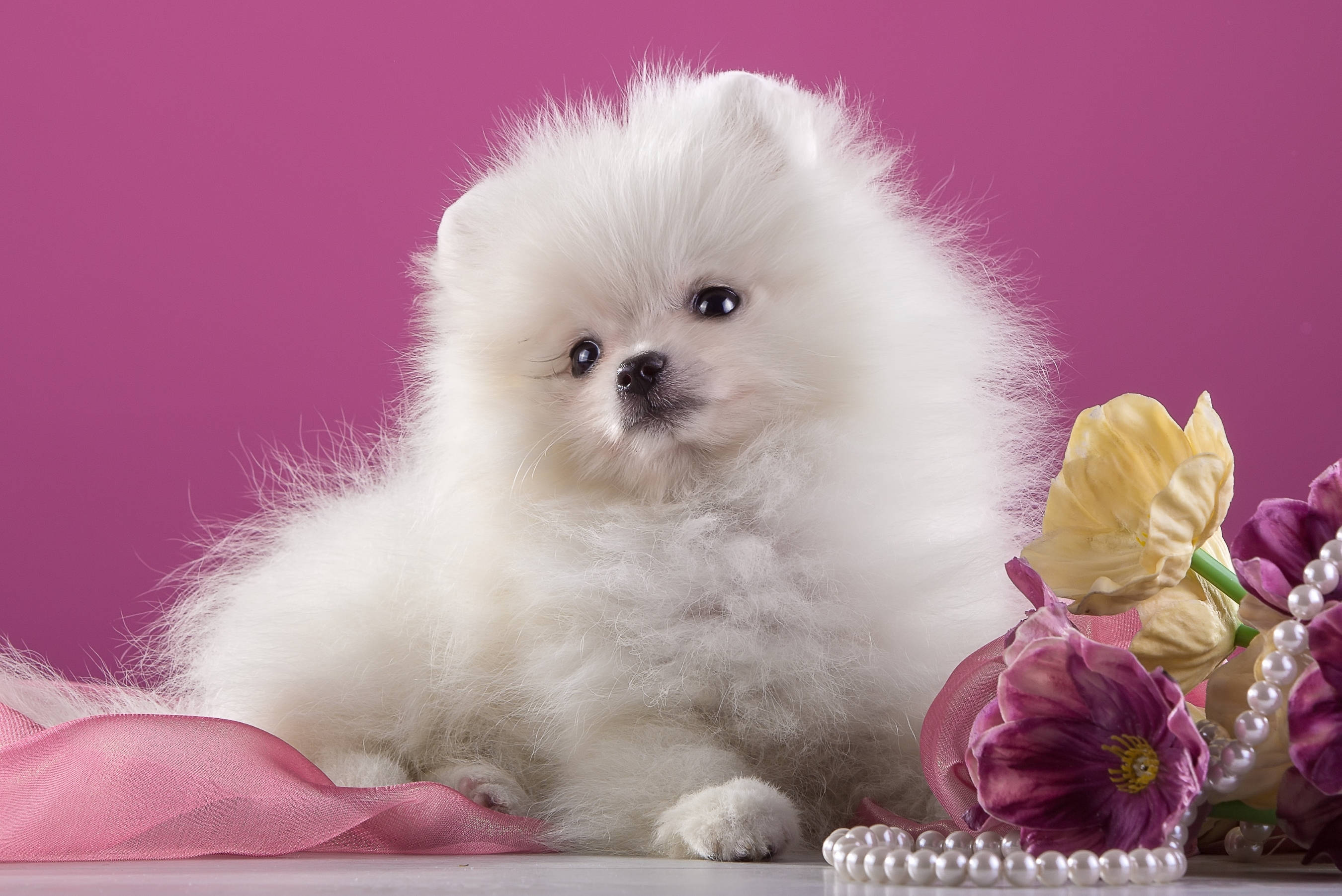 white Pomeranian puppy, pink ribbon, purple yellow flowers, 2K Desktop Wallpaper