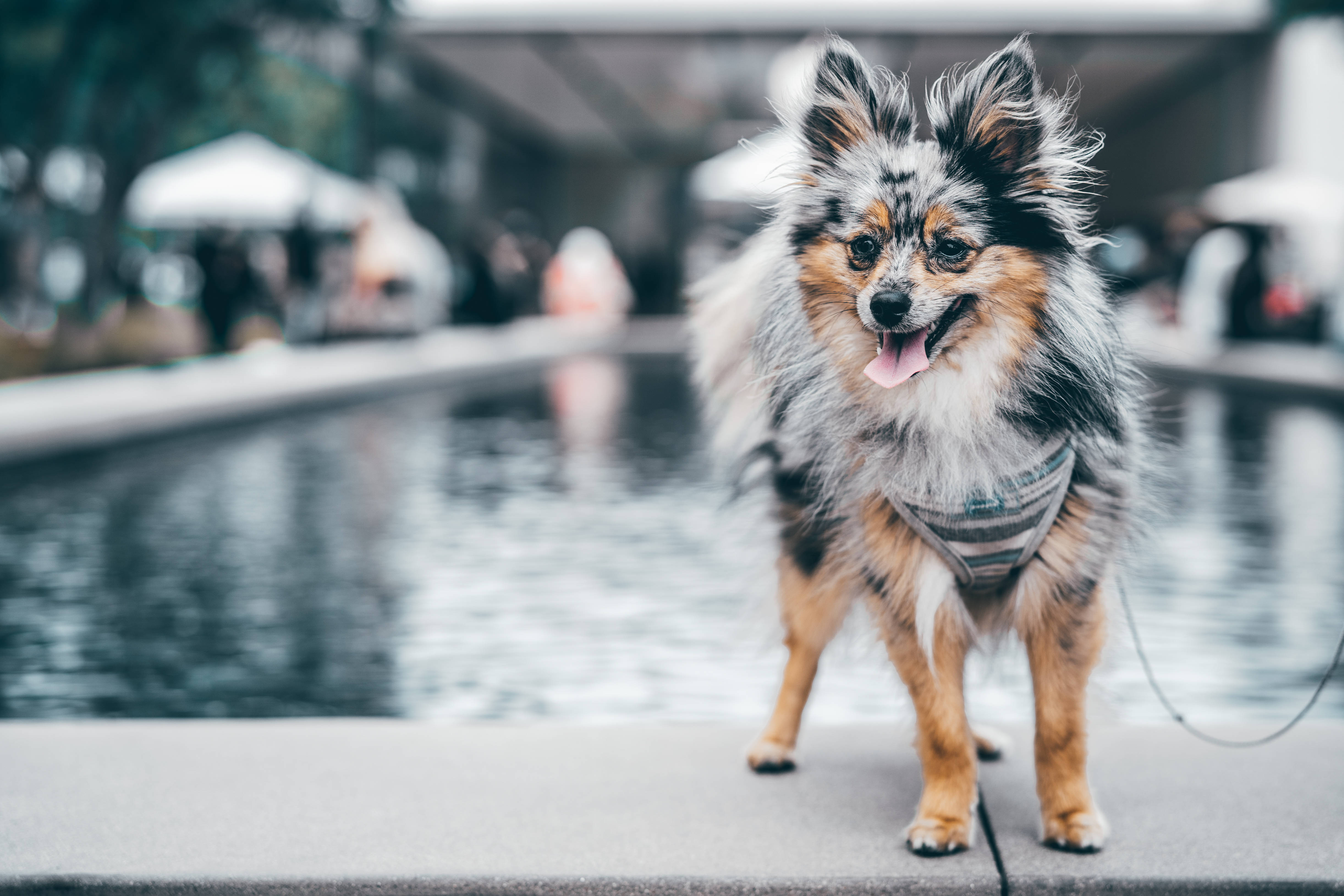 Pomeranian, tricolor, fluffy, 4K Desktop Wallpaper