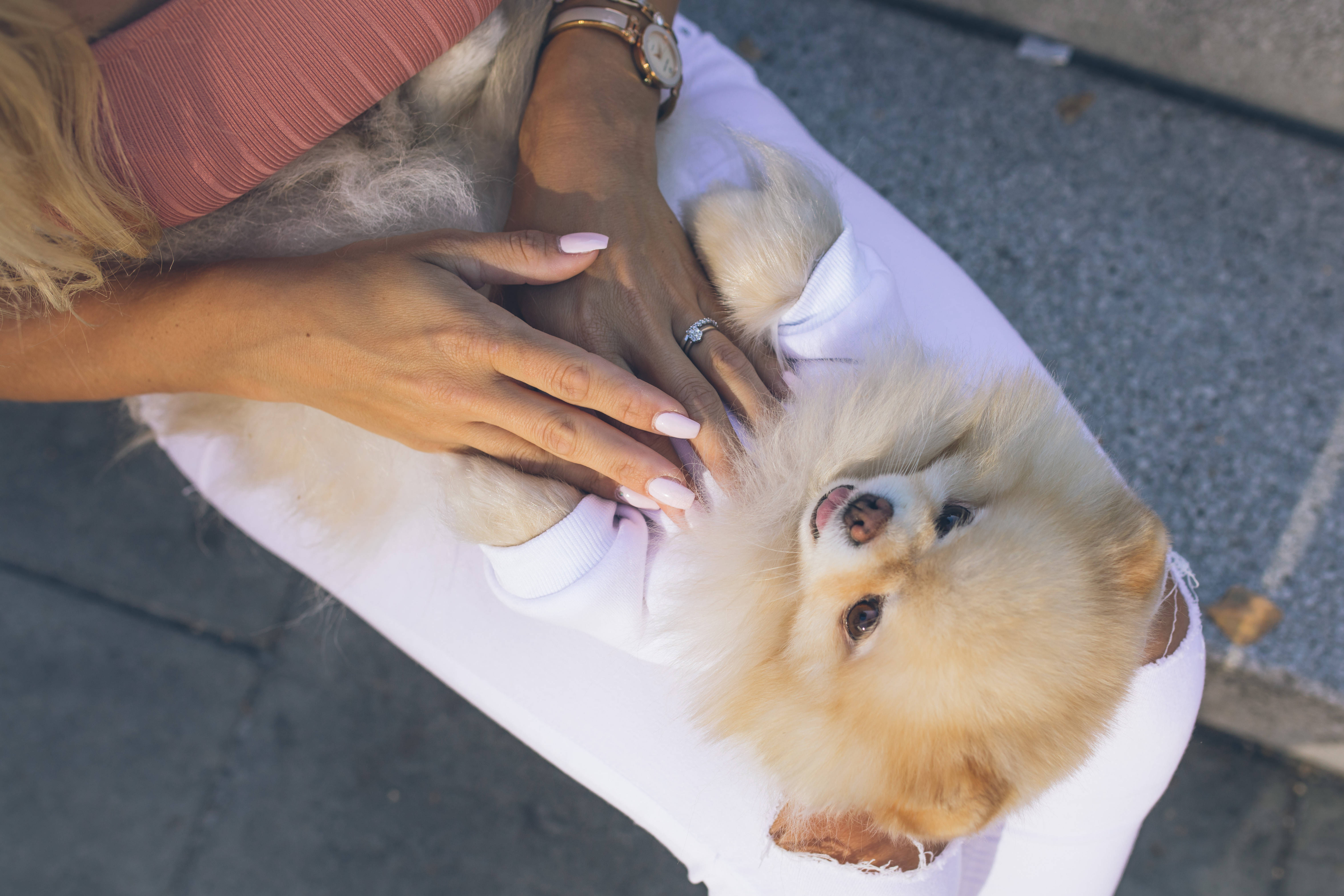 Pomeranian, fluffy, cream-colored, 5K Desktop Wallpaper