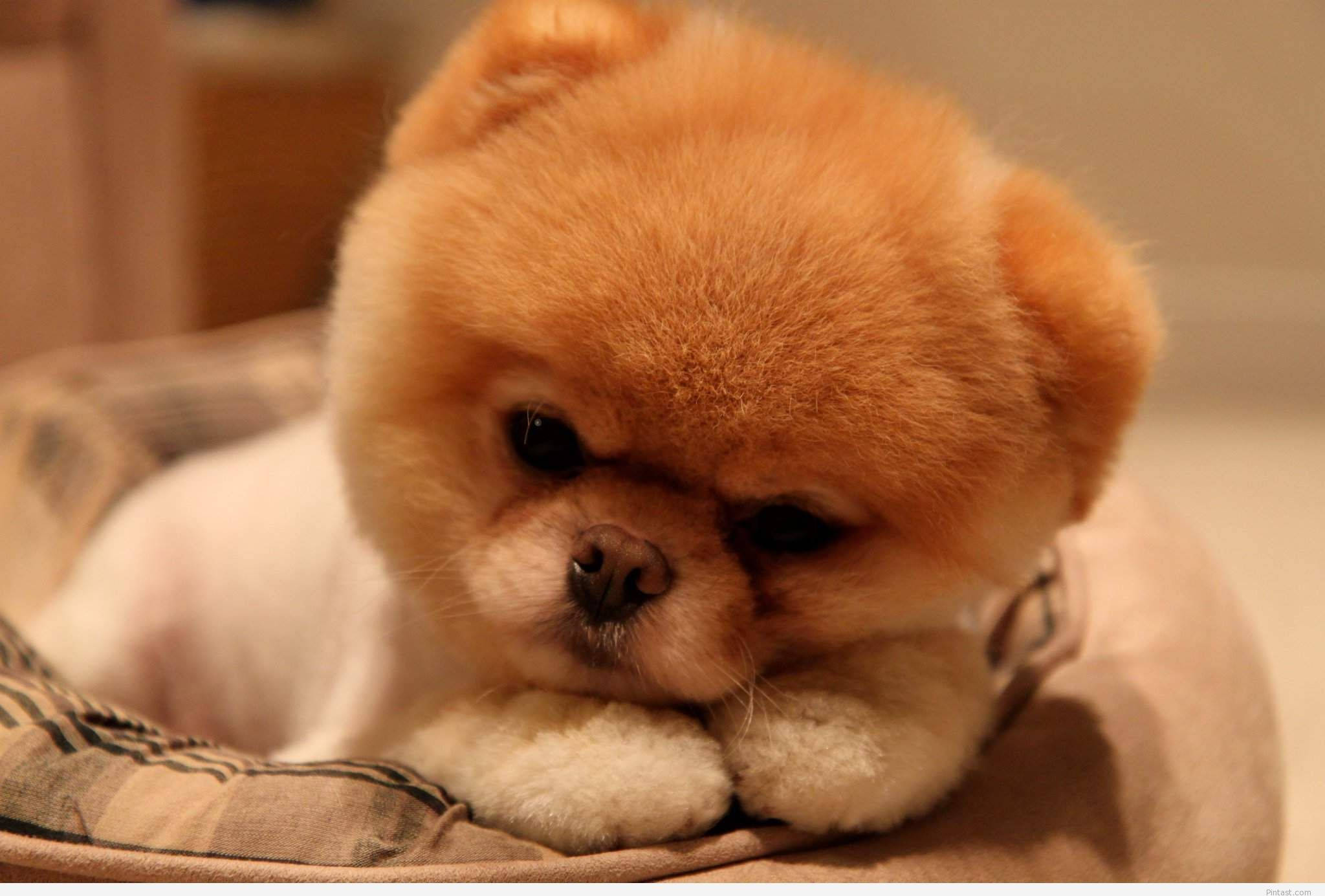 Pomeranian puppy, fluffy orange and white, plaid cushion, Full HD Desktop Wallpaper