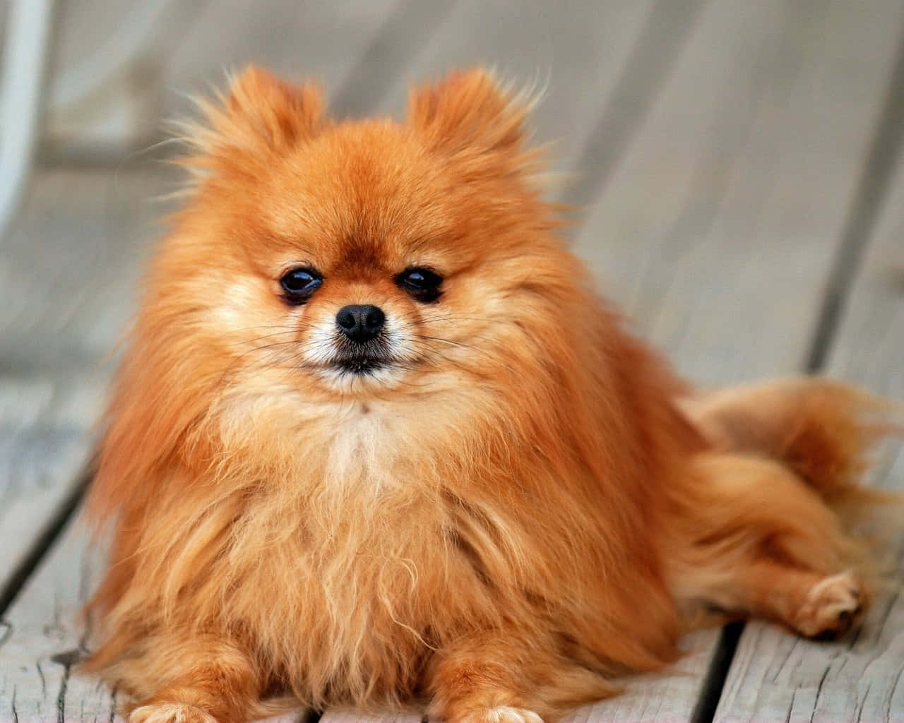 Pomeranian, fluffy orange, dark eyes, HD Desktop Wallpaper