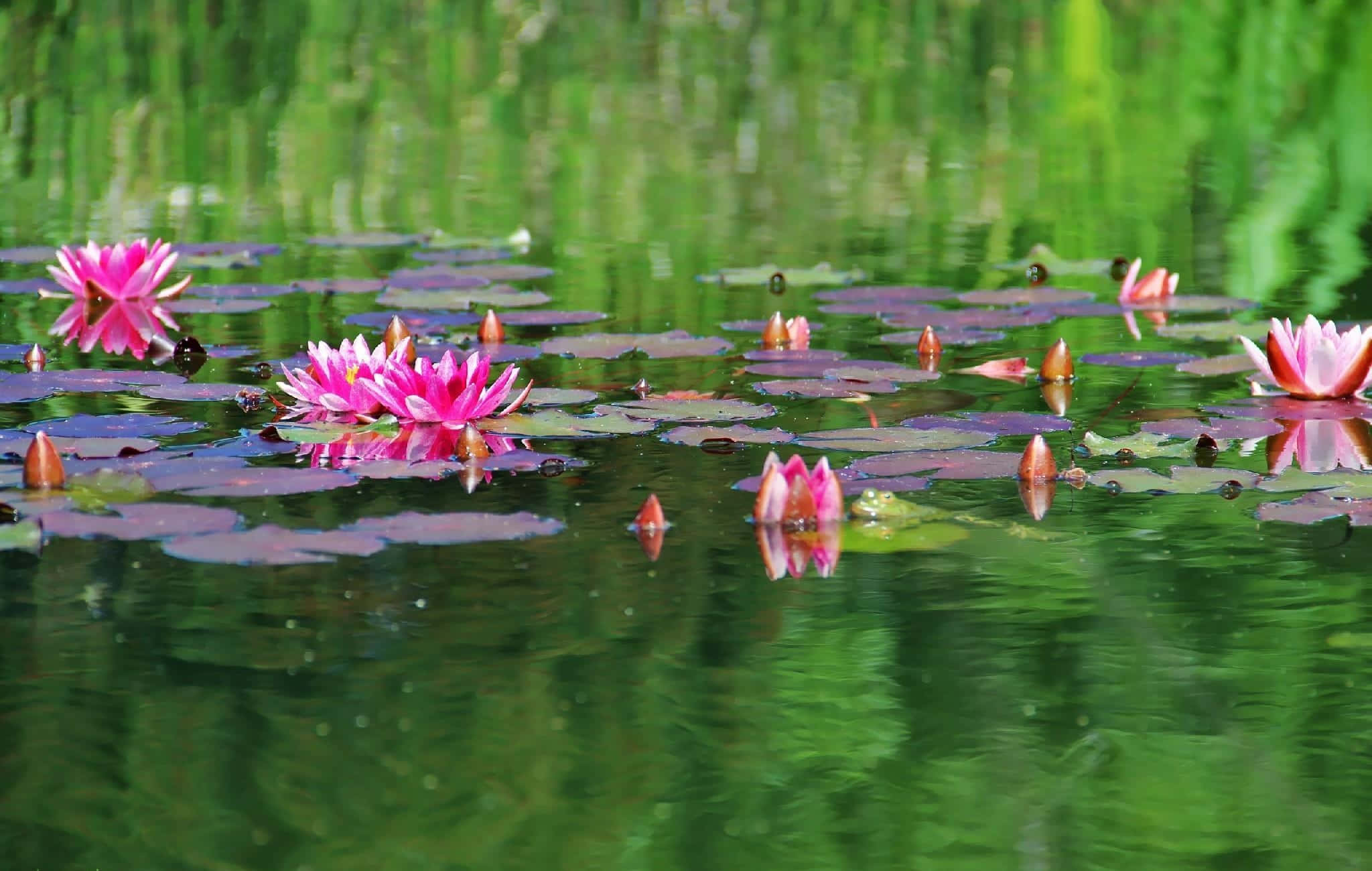 Lily In The Pond, vibrant pink water lilies, lush green lily pads, Full HD Desktop Wallpaper