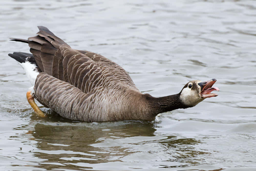 barnacle goose, open beak, rippling water, SD Desktop Wallpaper